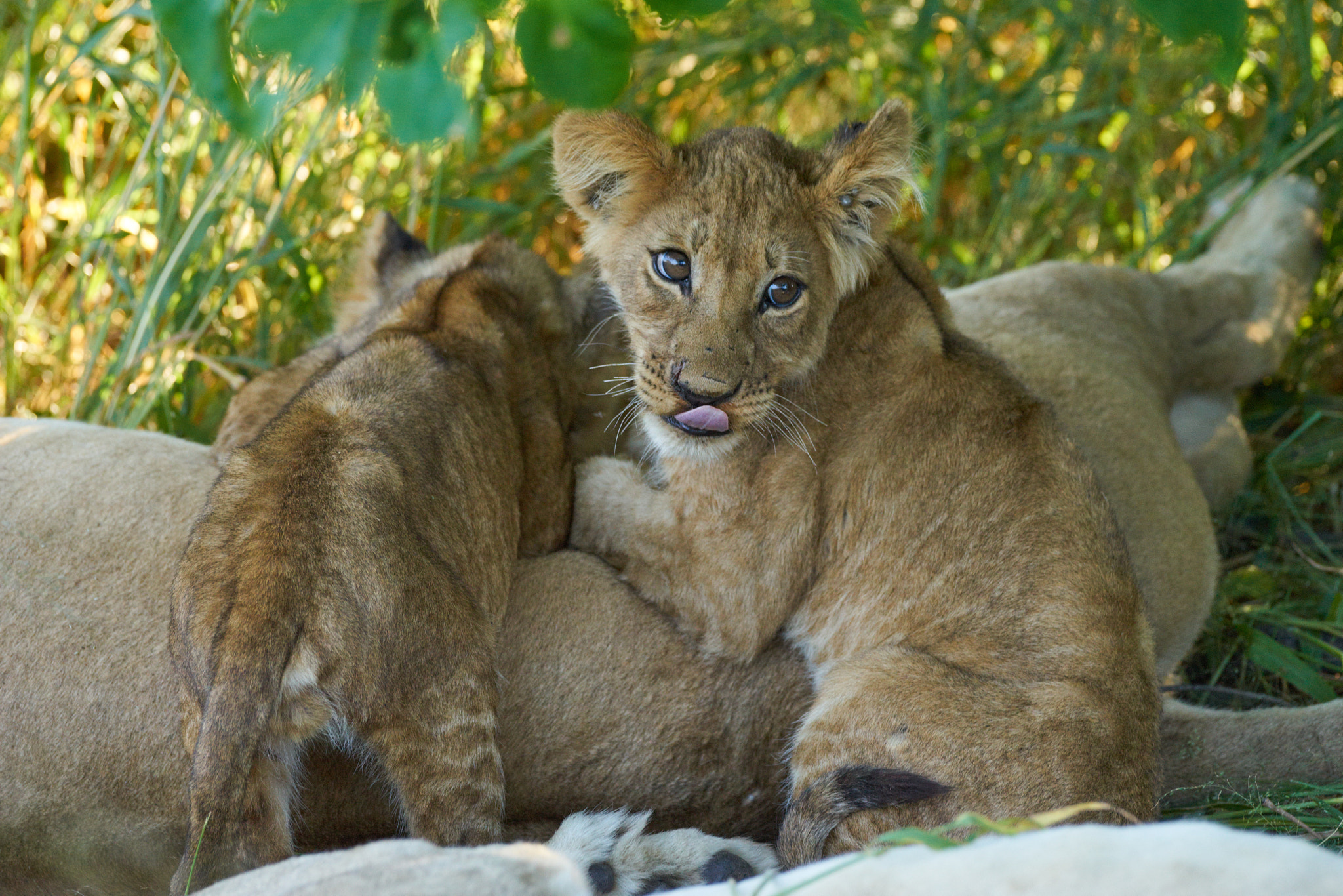 Sony 70-400mm F4-5.6 G SSM II sample photo. Lion cubs breast feeding photography