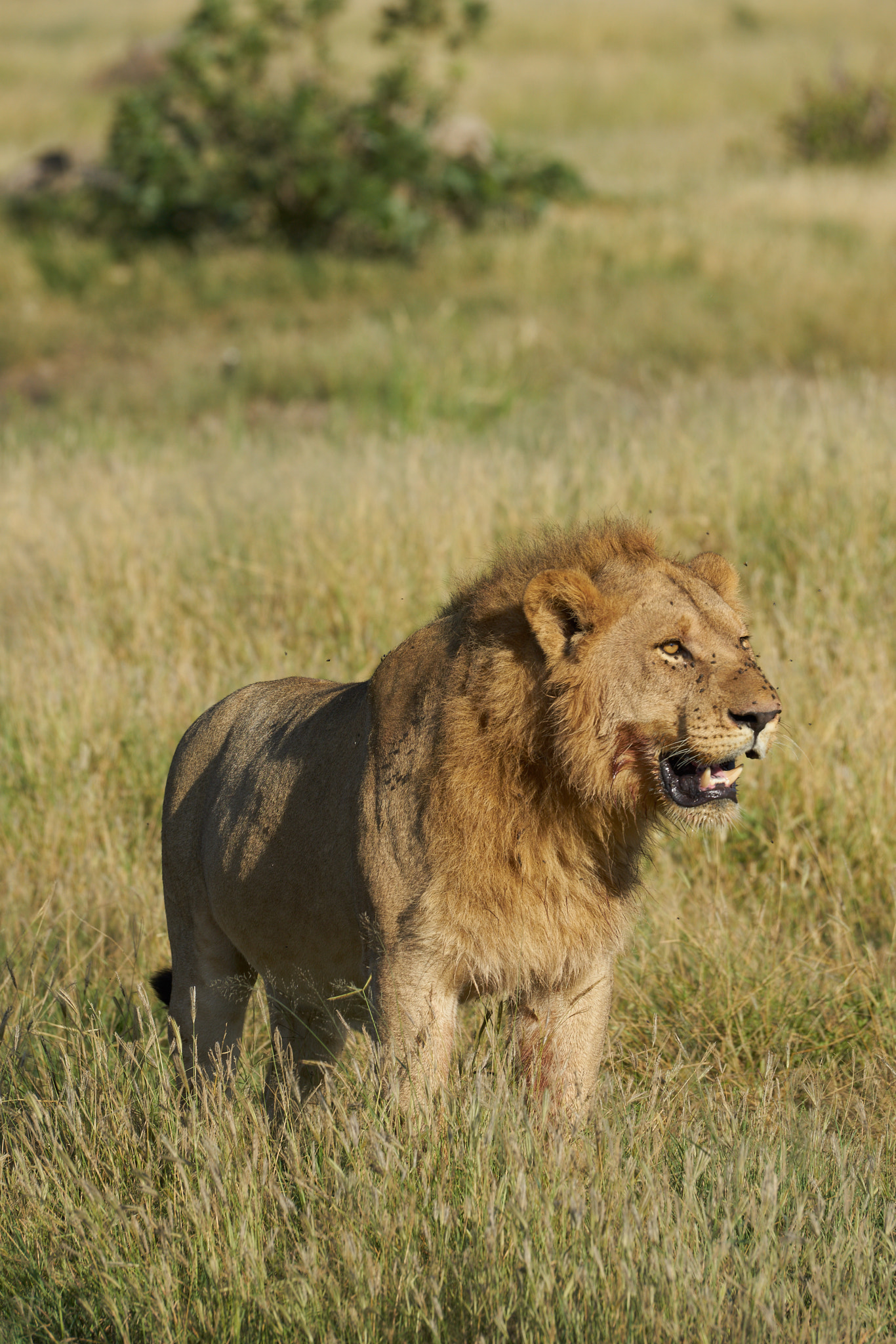 Sony a7 II + Sony 70-400mm F4-5.6 G SSM II sample photo. Hungry lion photography