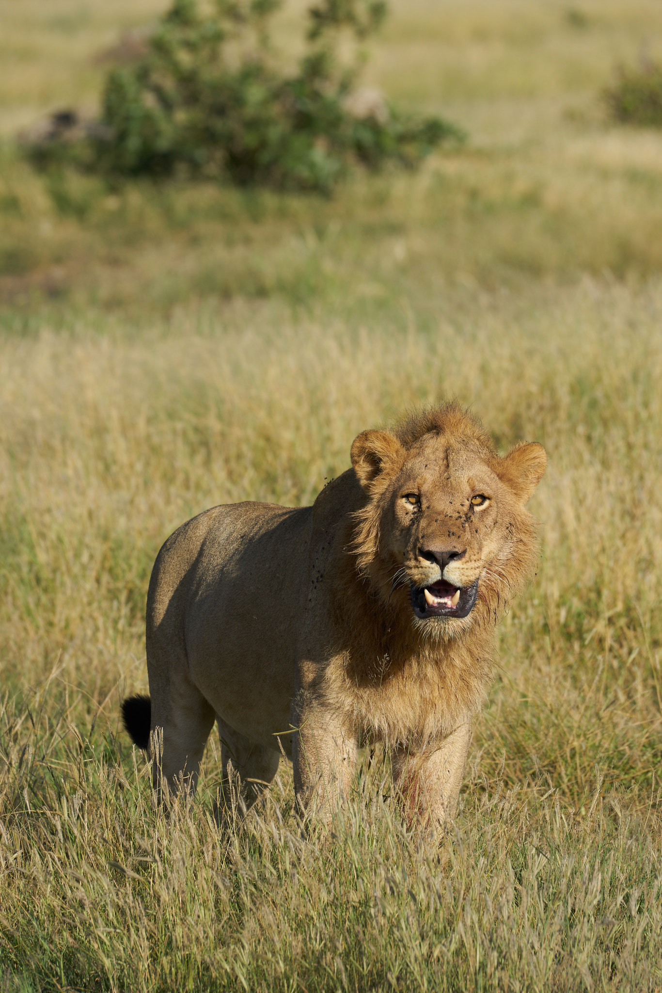 Sony a7 II + Sony 70-400mm F4-5.6 G SSM II sample photo. Lion just ate photography