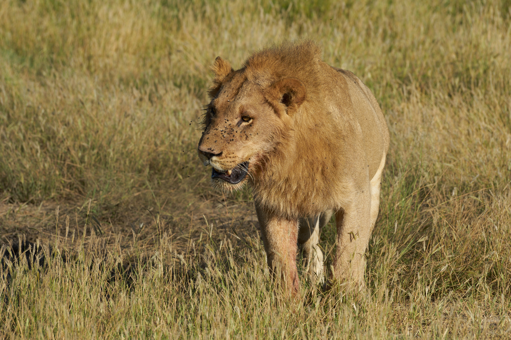 Sony a7 II + Sony 70-400mm F4-5.6 G SSM II sample photo. Hungry lion photography