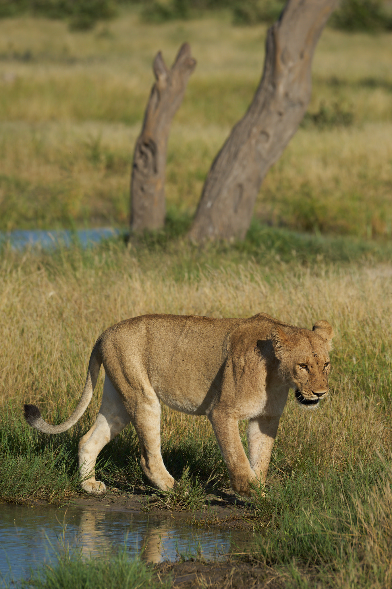 Sony 70-400mm F4-5.6 G SSM II sample photo. Lioness with reflection in water photography
