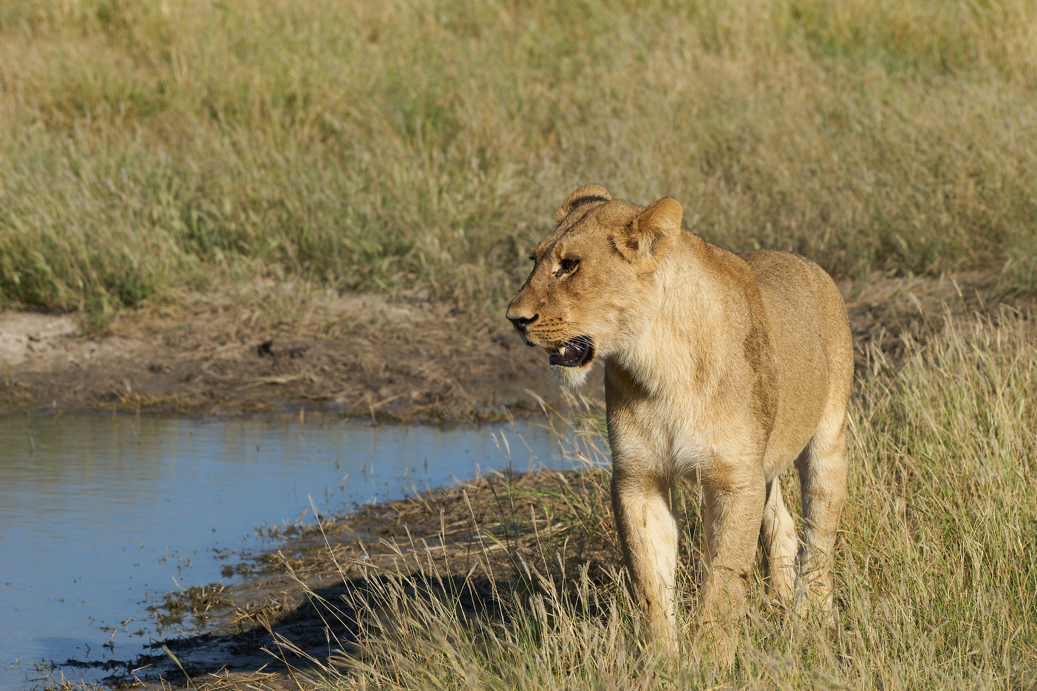 Sony a7 II + Sony 70-400mm F4-5.6 G SSM II sample photo. Lioness photography