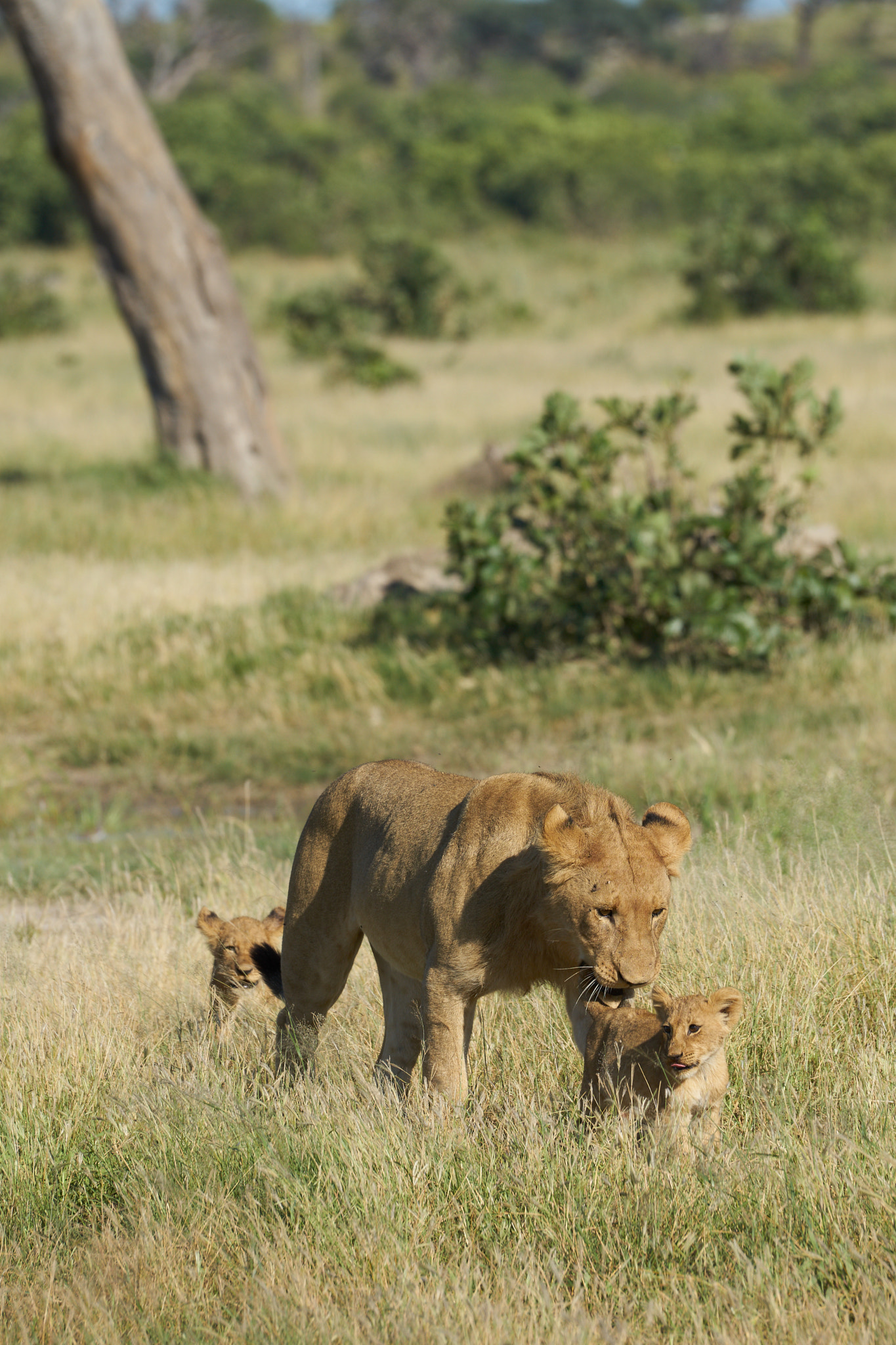 Sony a7 II + Sony 70-400mm F4-5.6 G SSM II sample photo. Lioness with cubs photography