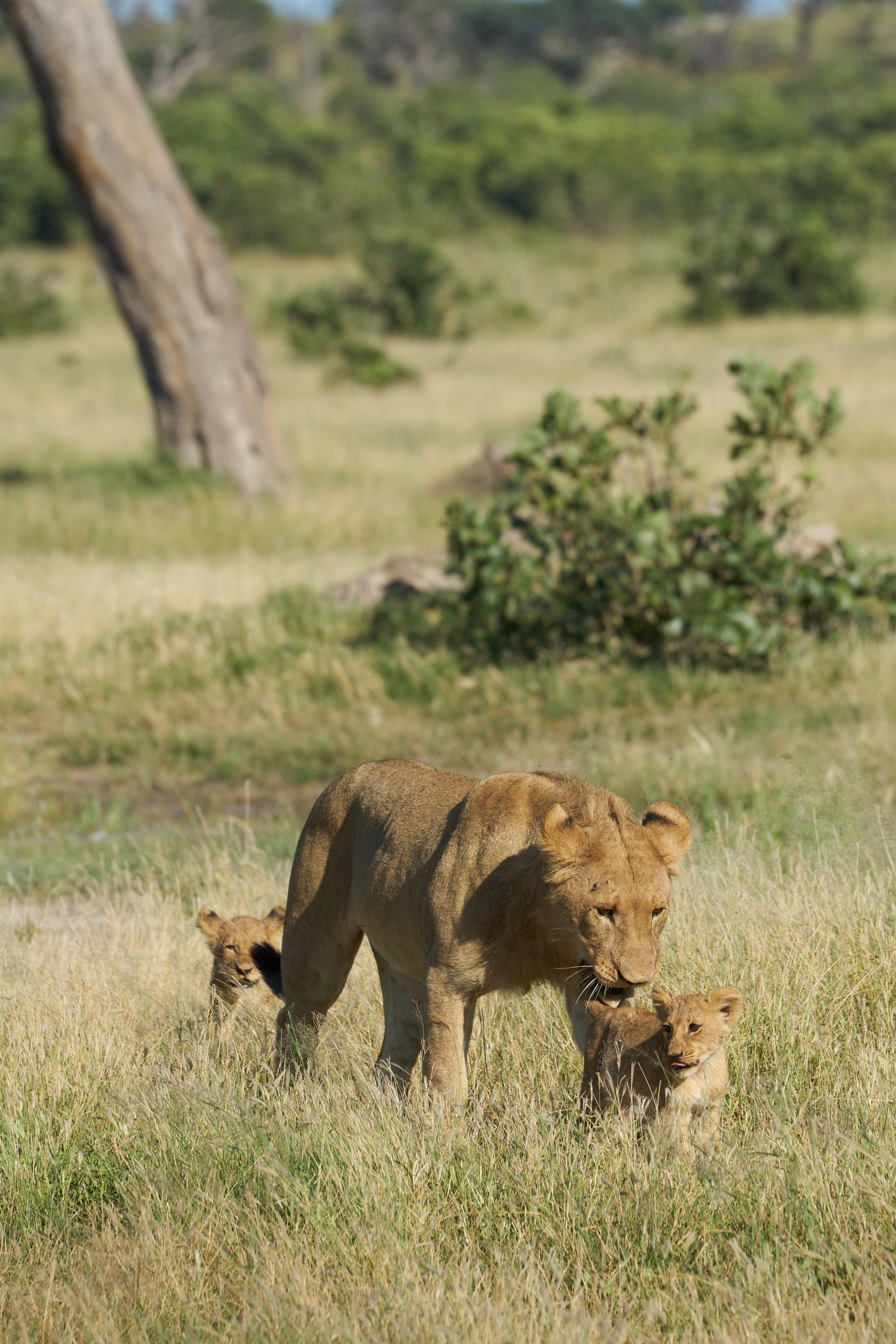Sony 70-400mm F4-5.6 G SSM II sample photo. Lioness with cubs photography