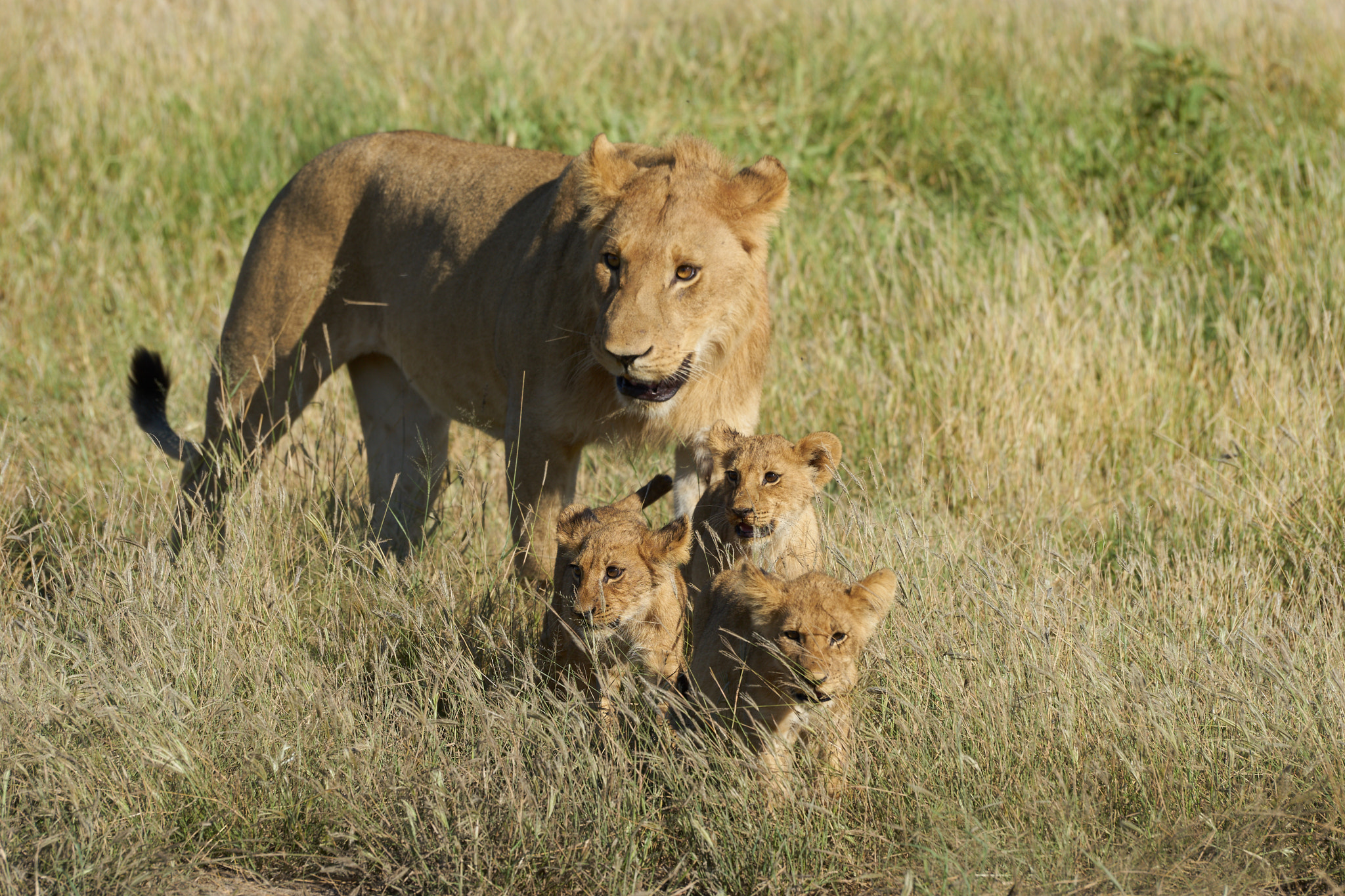 Sony a7 II + Sony 70-400mm F4-5.6 G SSM II sample photo. Lion family photo photography