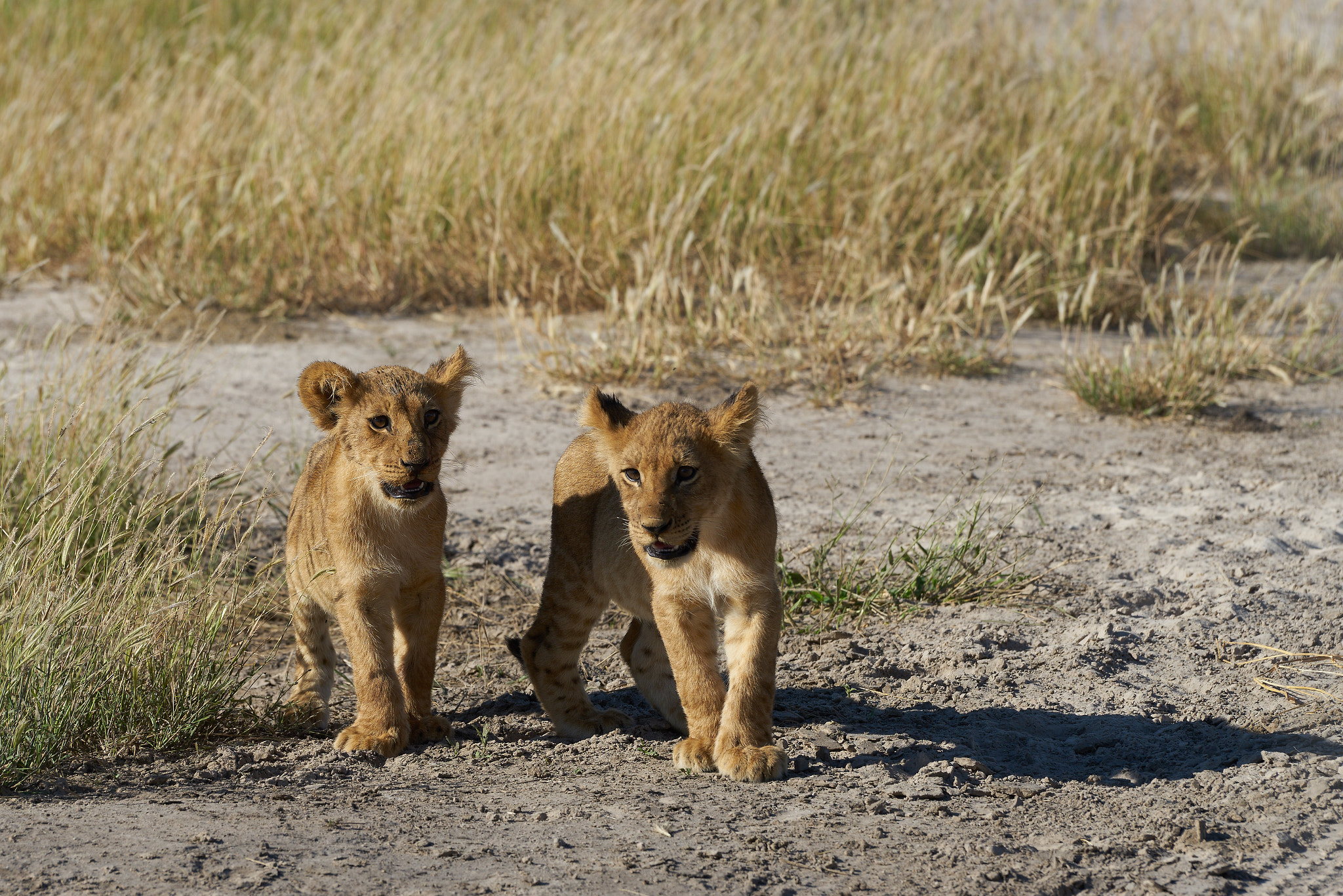 Sony a7 II + Sony 70-400mm F4-5.6 G SSM II sample photo. Two lion cubs photography