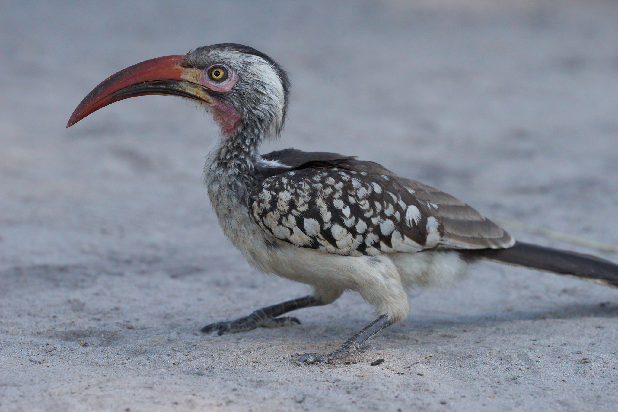 Sony 70-400mm F4-5.6 G SSM II sample photo. Hornbill photography