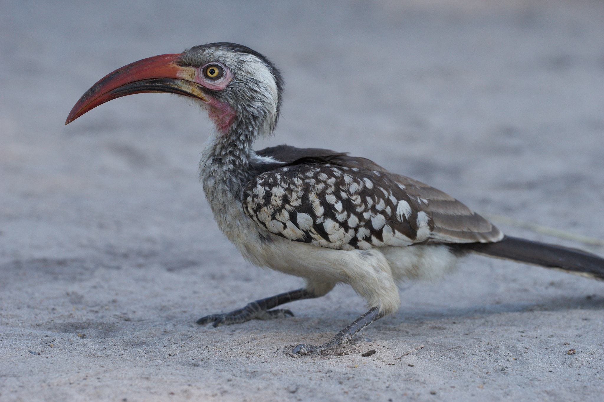 Sony a7 II + Sony 70-400mm F4-5.6 G SSM II sample photo. Hornbill photography