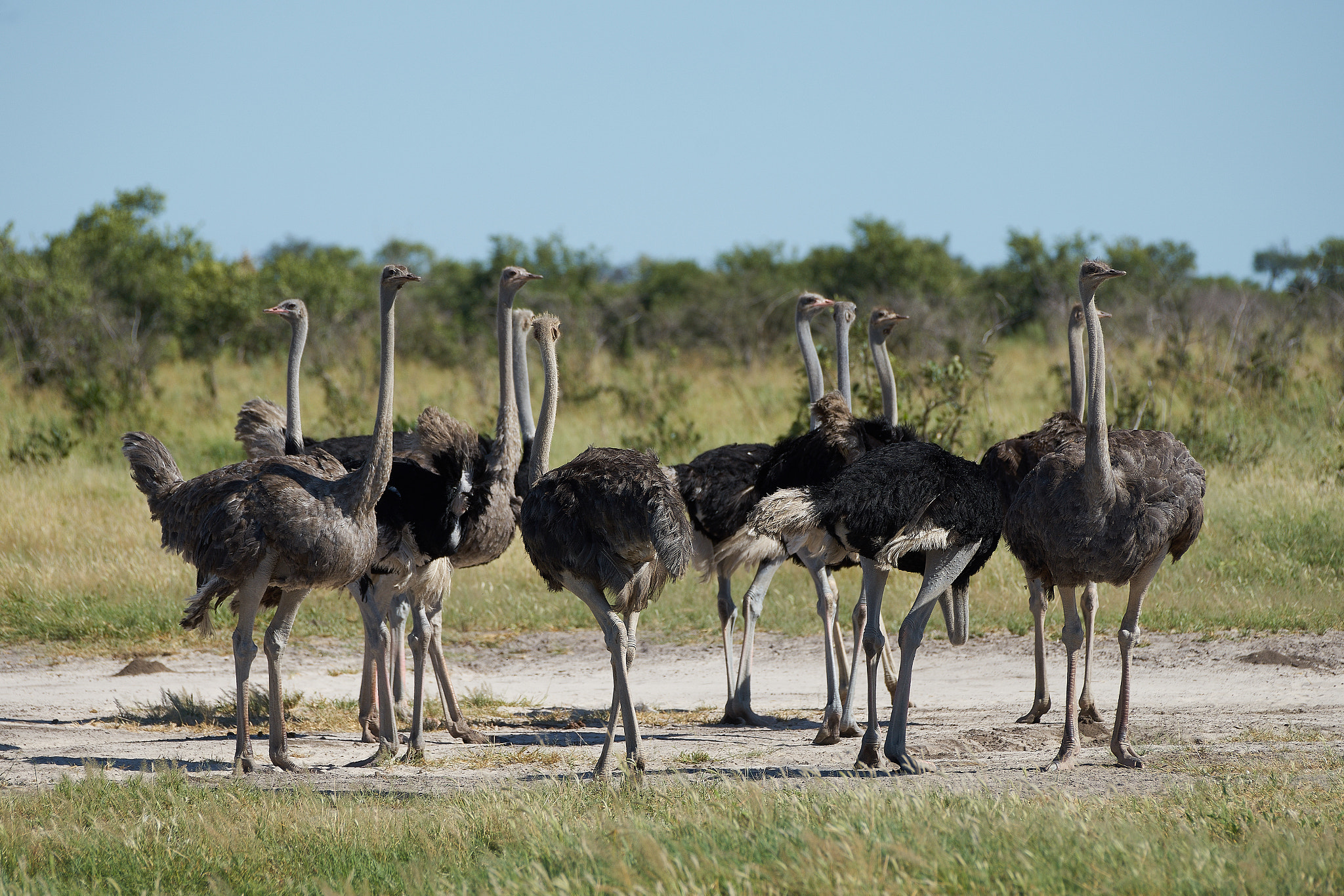 Sony a7 II + Sony 70-400mm F4-5.6 G SSM II sample photo. Ostriches photography