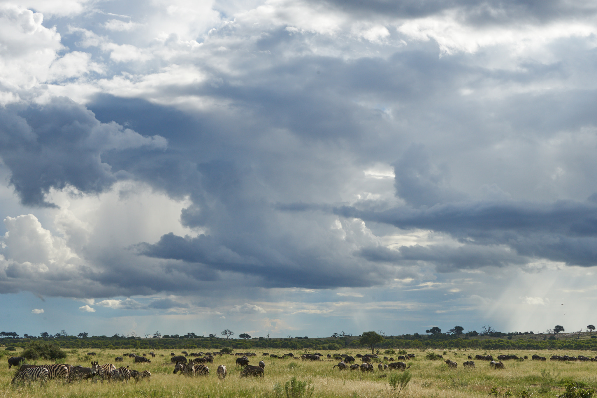 Sony a7 II + Sony 70-400mm F4-5.6 G SSM II sample photo. Panorama with buffalos and zebras photography