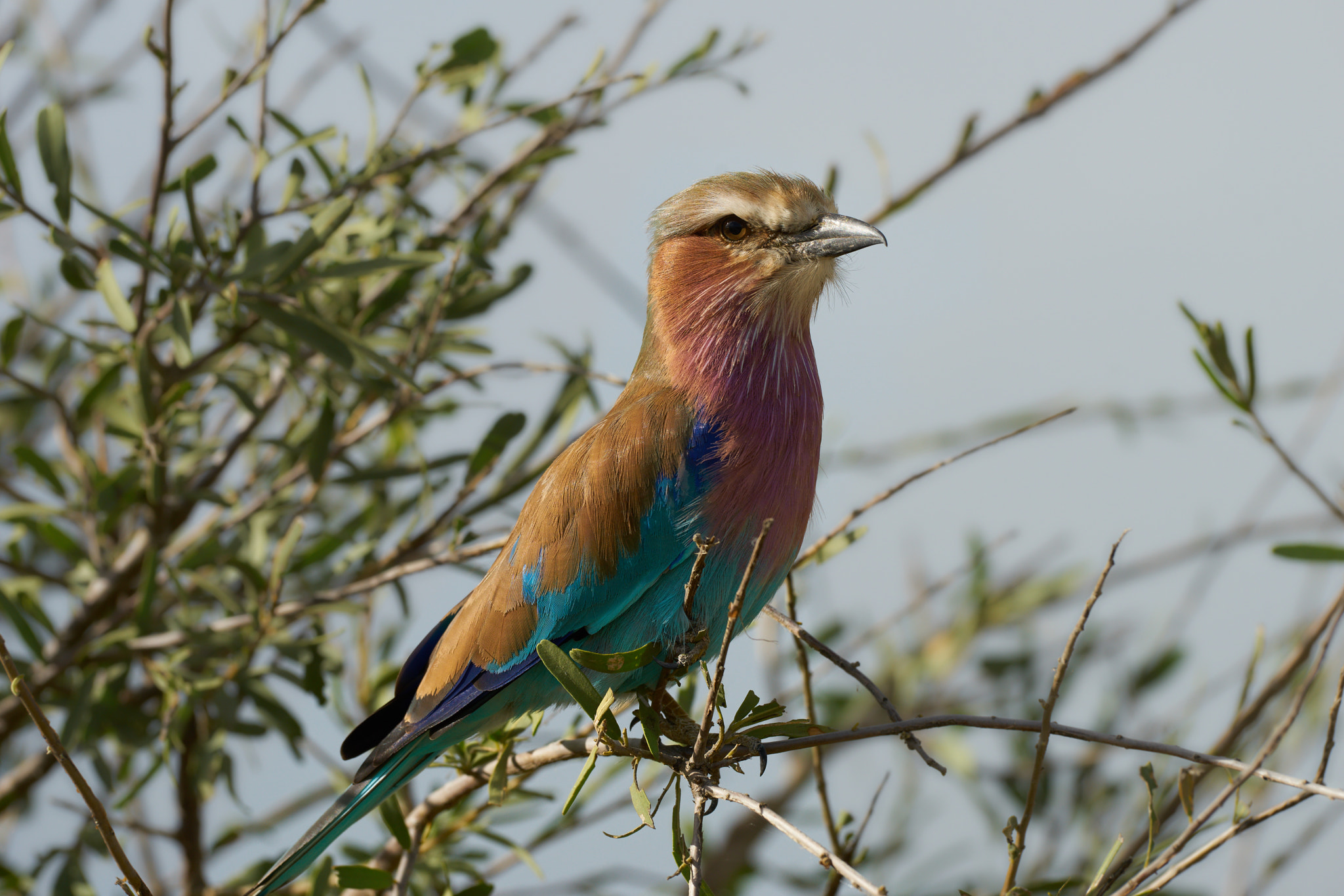 Sony a7 II + Sony 70-400mm F4-5.6 G SSM II sample photo. Lilac breasted roller photography