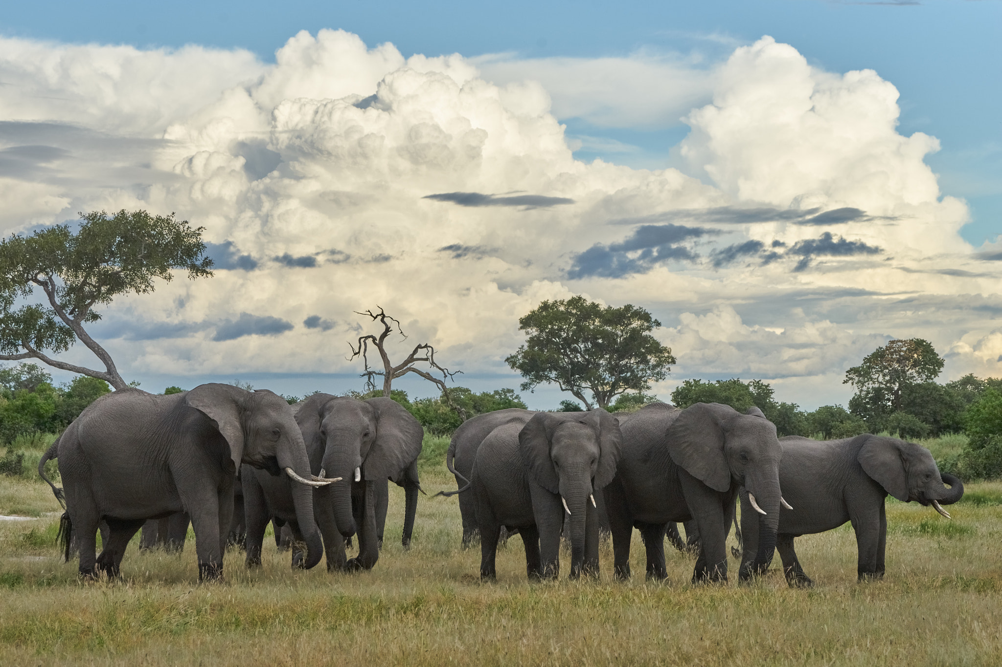 Sony 70-400mm F4-5.6 G SSM II sample photo. Elephant family photography