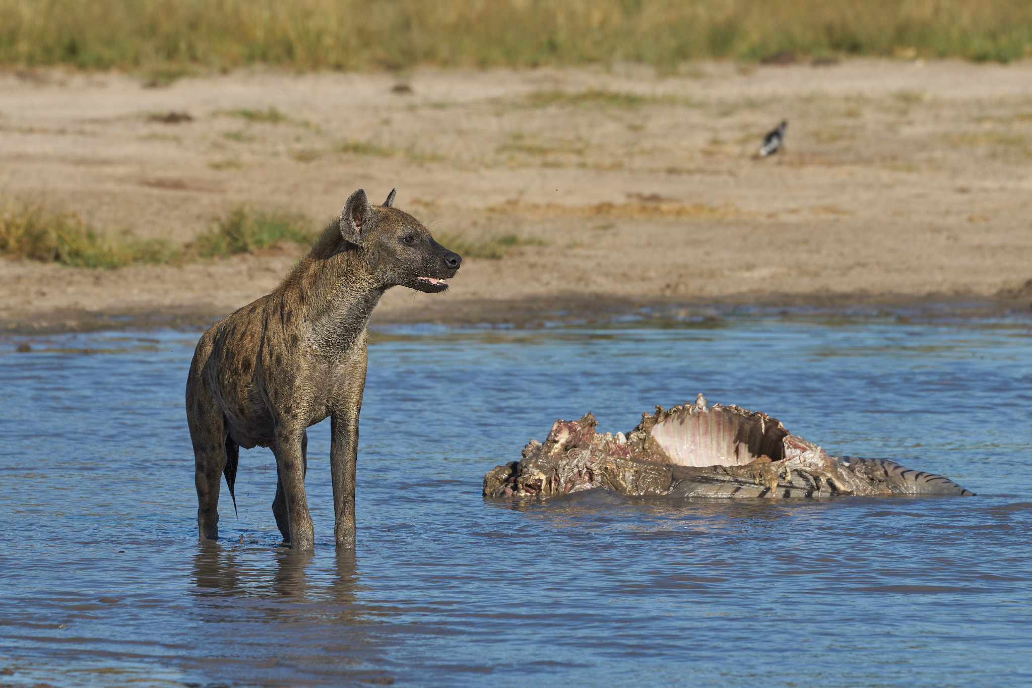 Sony 70-400mm F4-5.6 G SSM II sample photo. Hyena with zebra in water photography