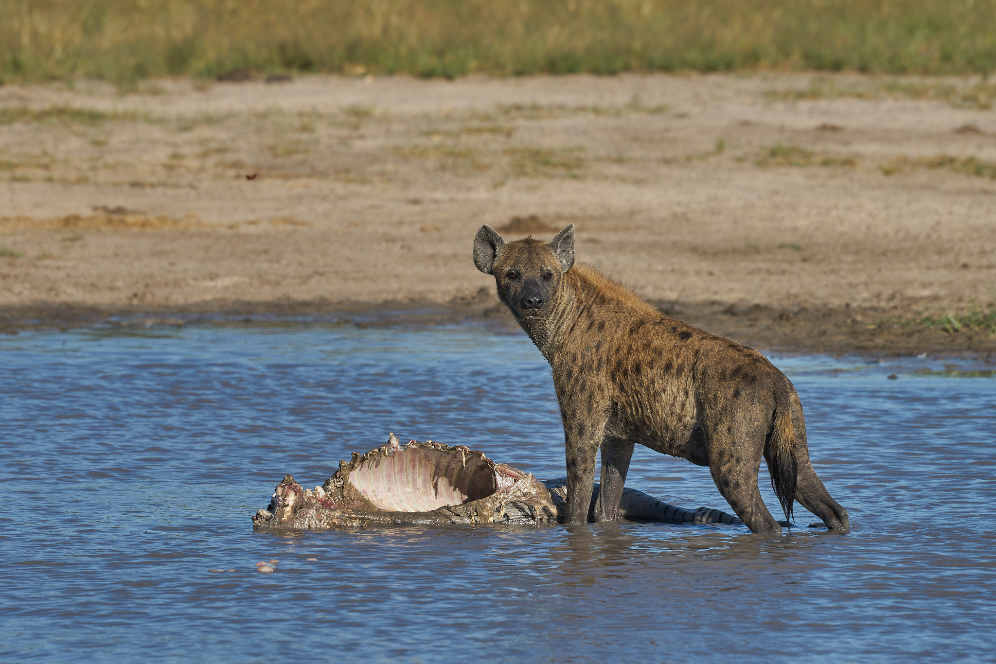 Sony 70-400mm F4-5.6 G SSM II sample photo. Hyena with zebra in water photography