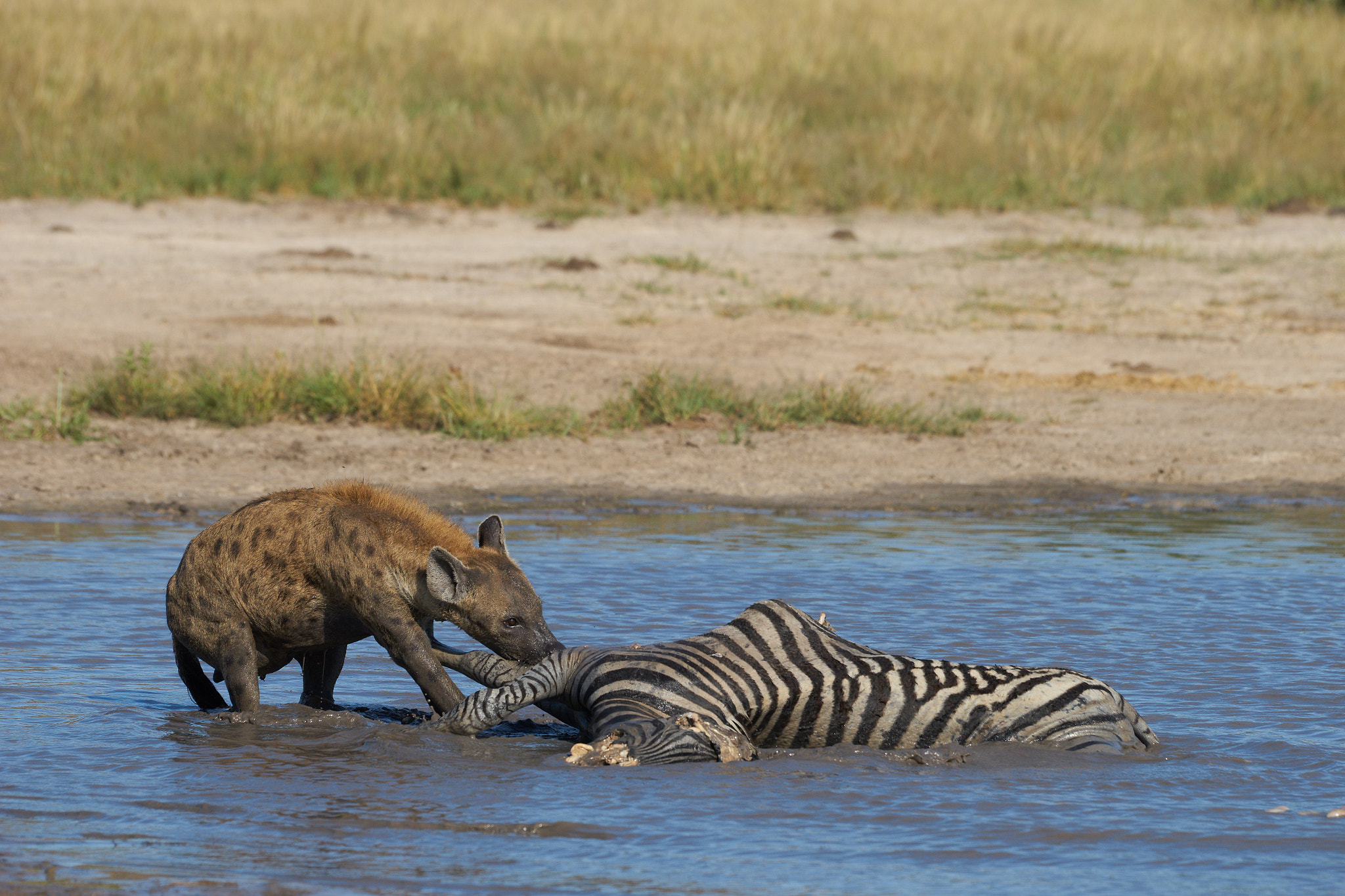 Sony 70-400mm F4-5.6 G SSM II sample photo. Hyena eating zebra in water photography