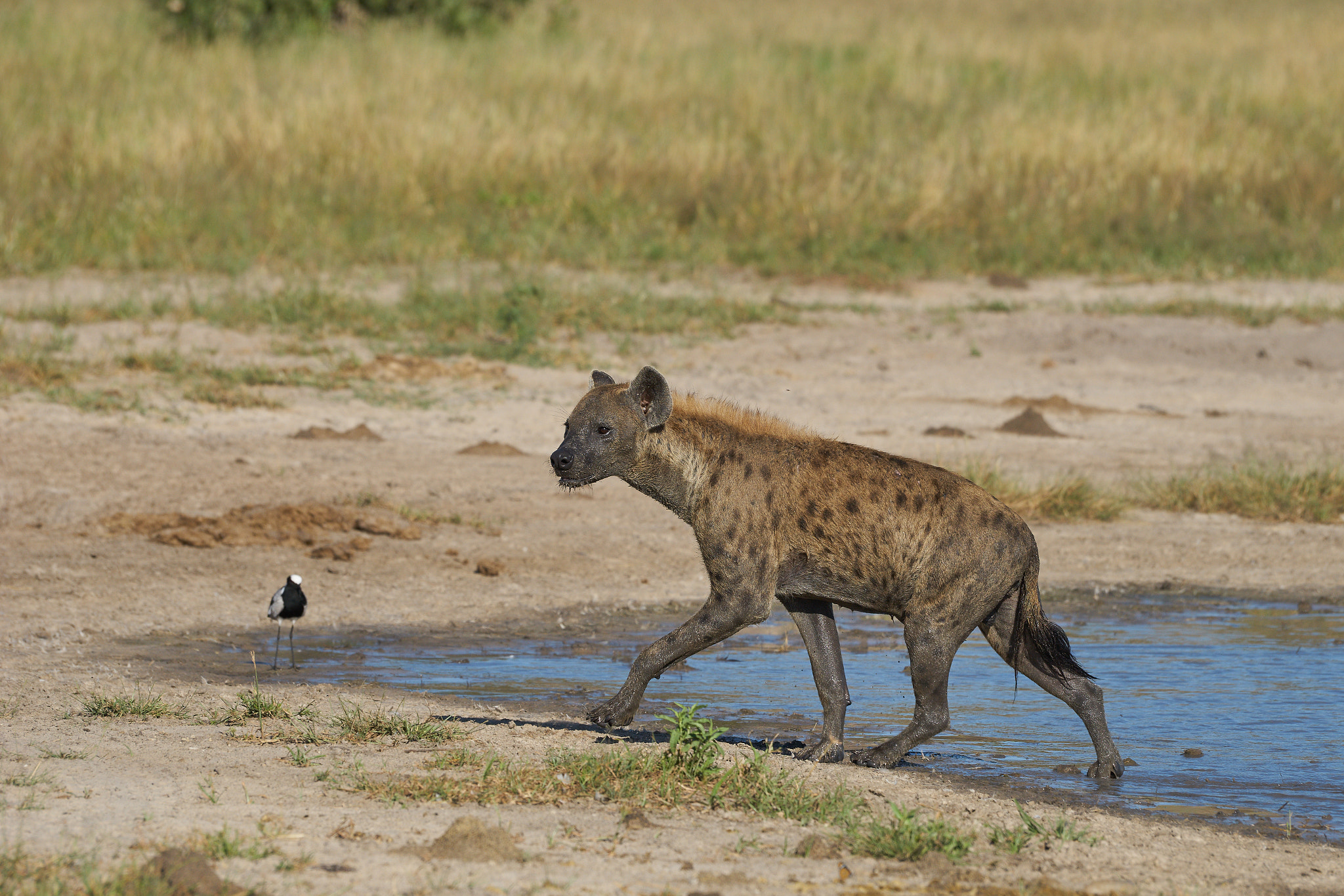 Sony a7 II + Sony 70-400mm F4-5.6 G SSM II sample photo. Hyena coming out of the water photography