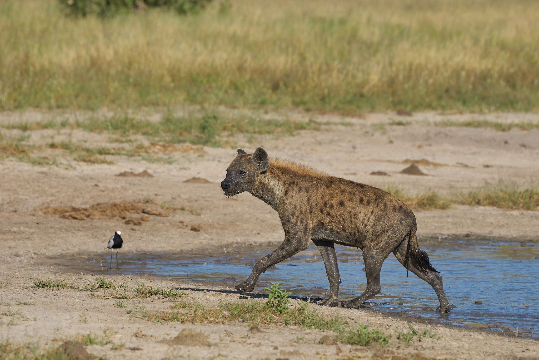 Sony 70-400mm F4-5.6 G SSM II sample photo. Hyena coming out of the water photography