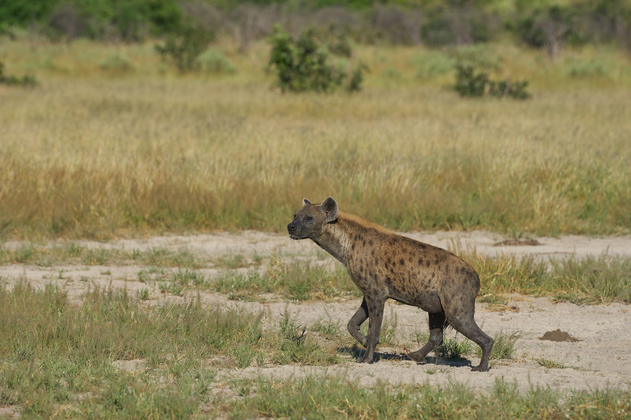 Sony a7 II + Sony 70-400mm F4-5.6 G SSM II sample photo. Botswana 2016 photography