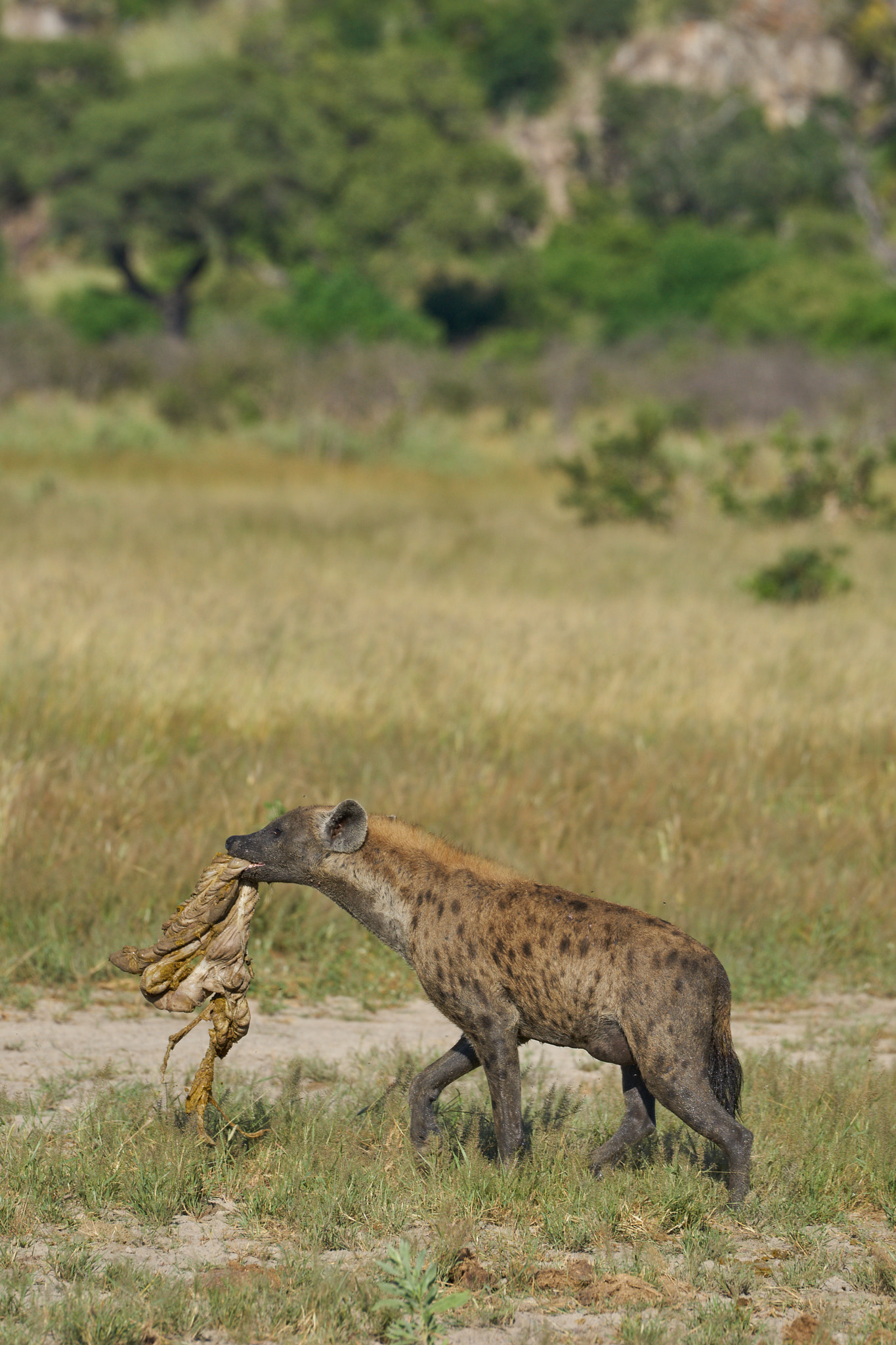 Sony a7 II + Sony 70-400mm F4-5.6 G SSM II sample photo. Hyena eating zebra intestine photography