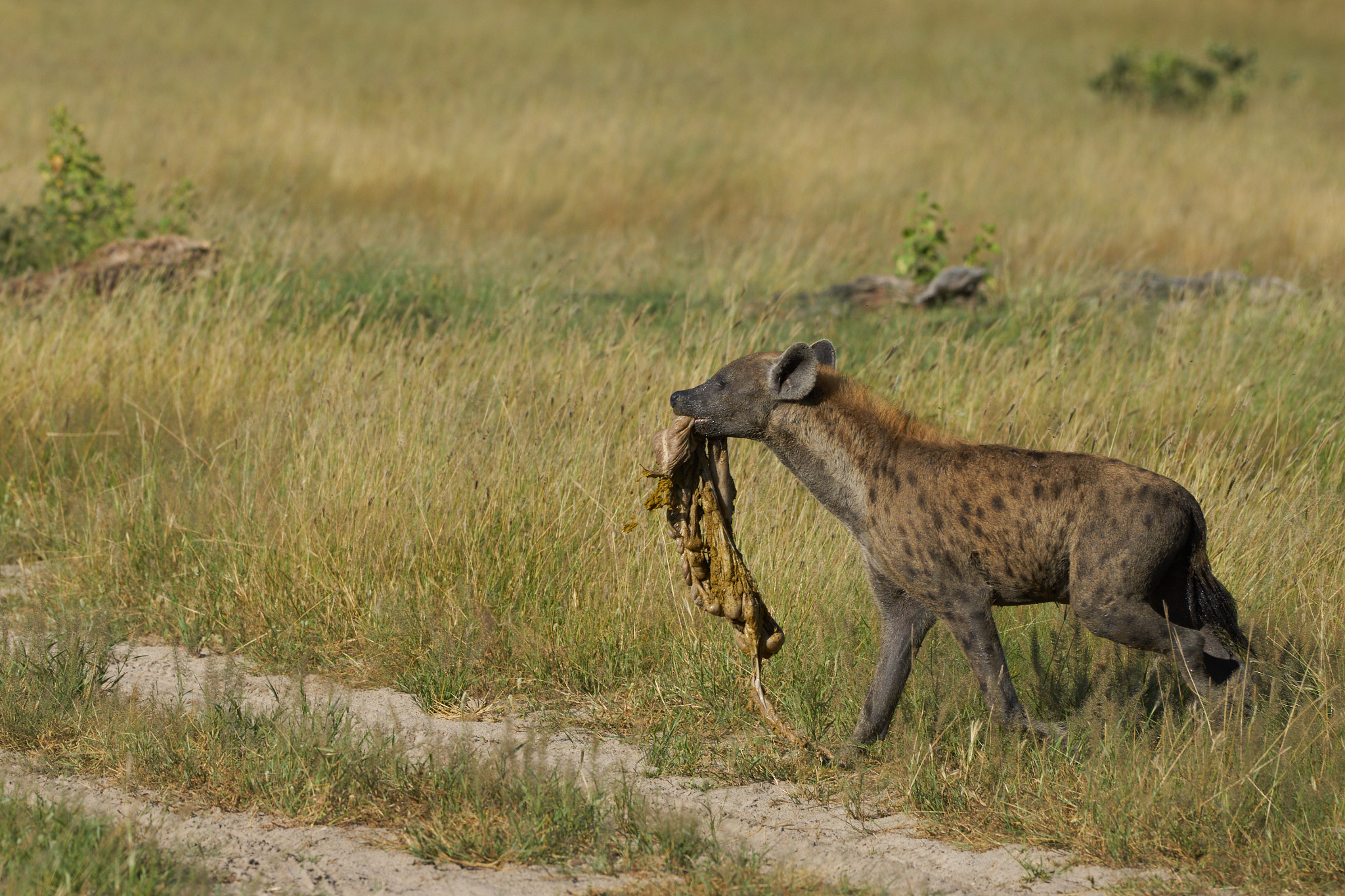 Sony a7 II + Sony 70-400mm F4-5.6 G SSM II sample photo. Hyena with zebra intestine photography