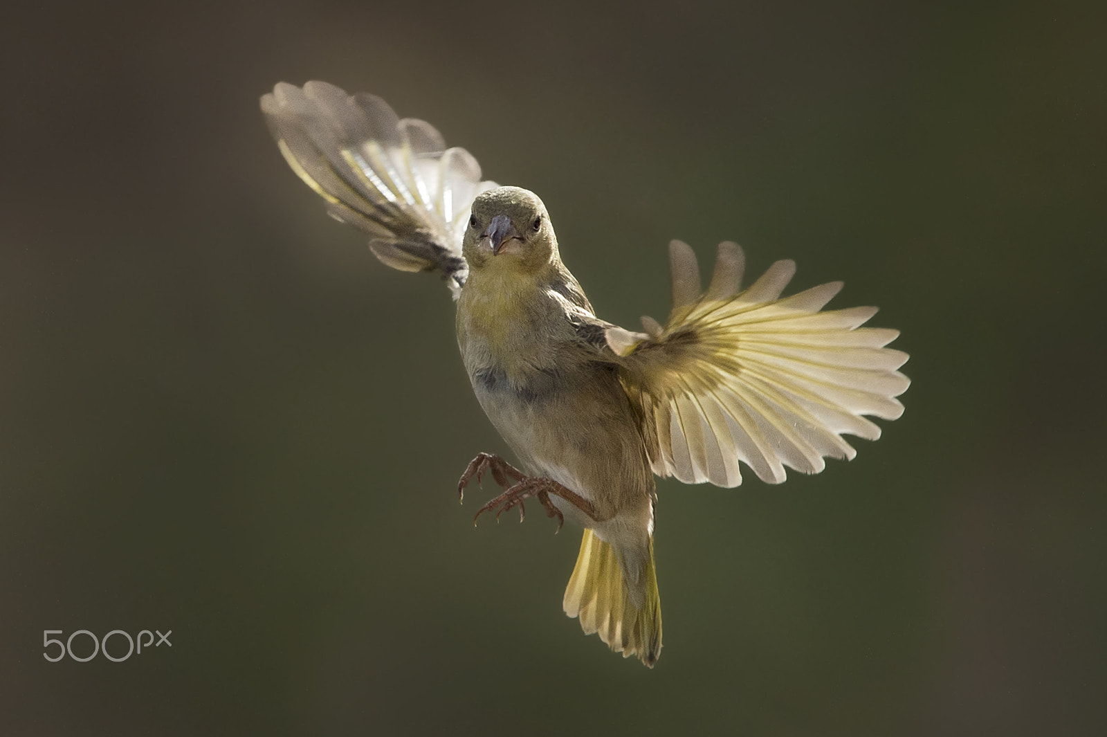 Nikon D4S sample photo. Curiosity photography