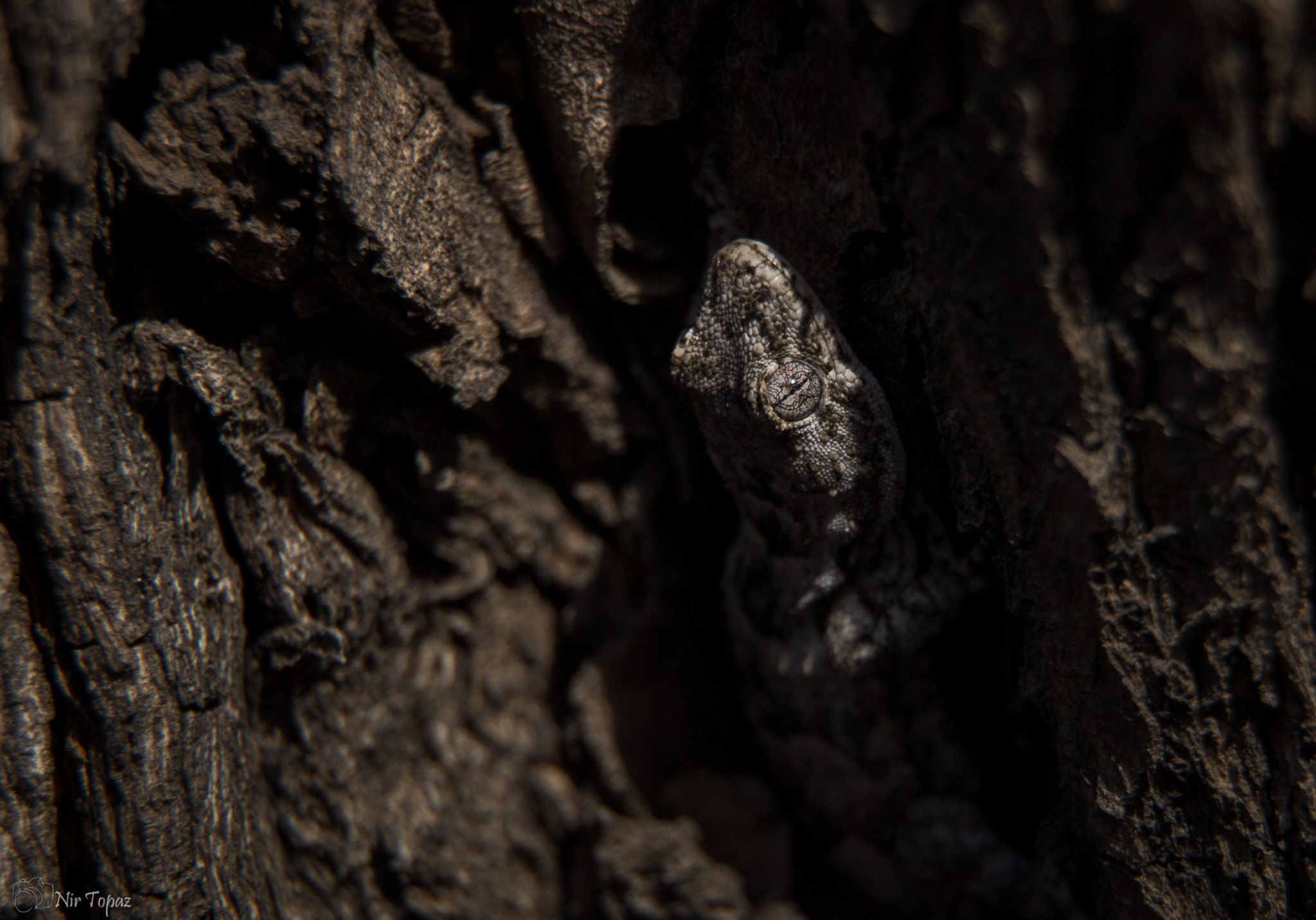 Canon EF-S 18-135mm F3.5-5.6 IS STM sample photo. Cyrtopodion kotschyi photography