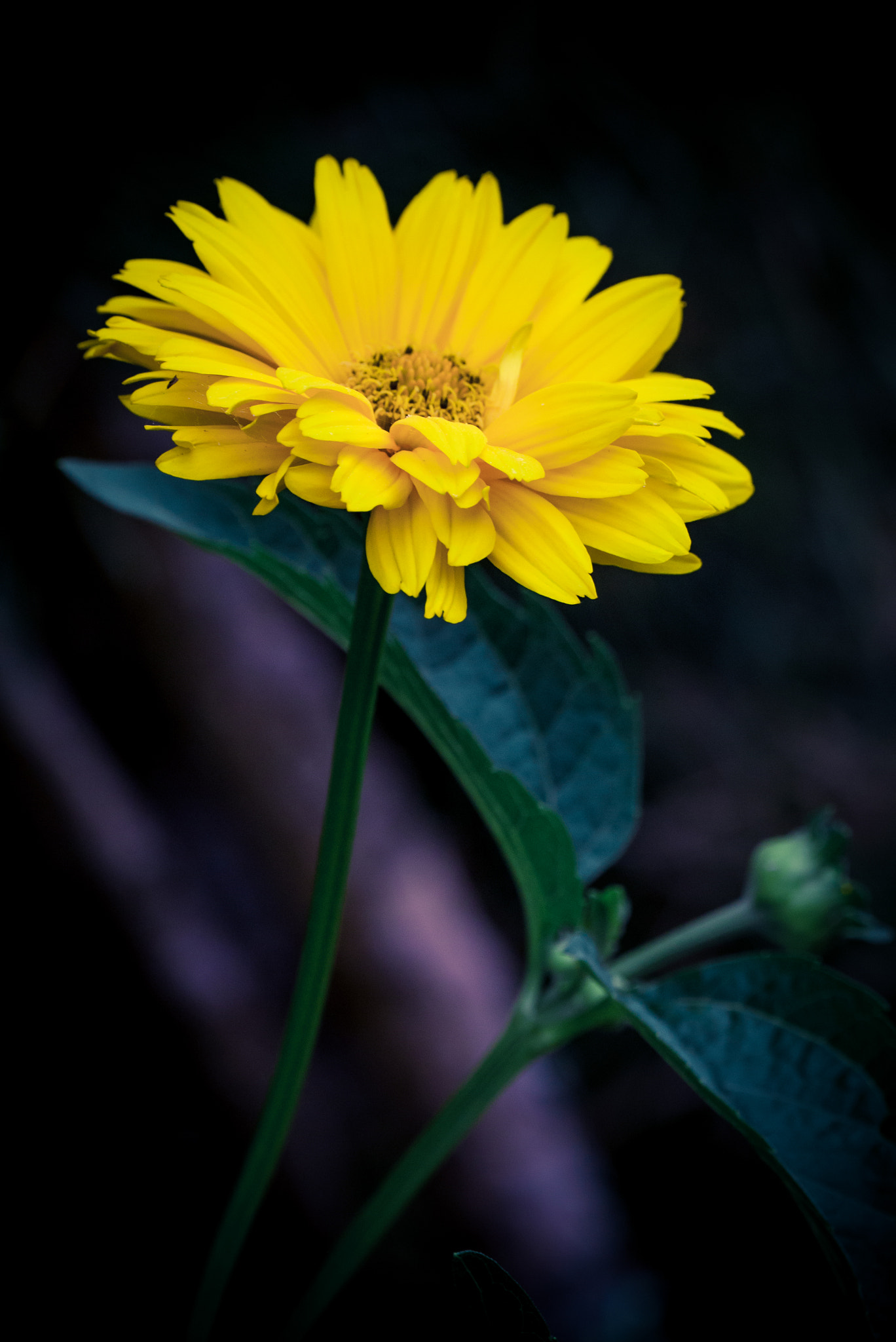 Panasonic Lumix DMC-GX1 + LUMIX G VARIO 45-150/F4.0-5.6 sample photo. Kwiat żółty (z ) photography