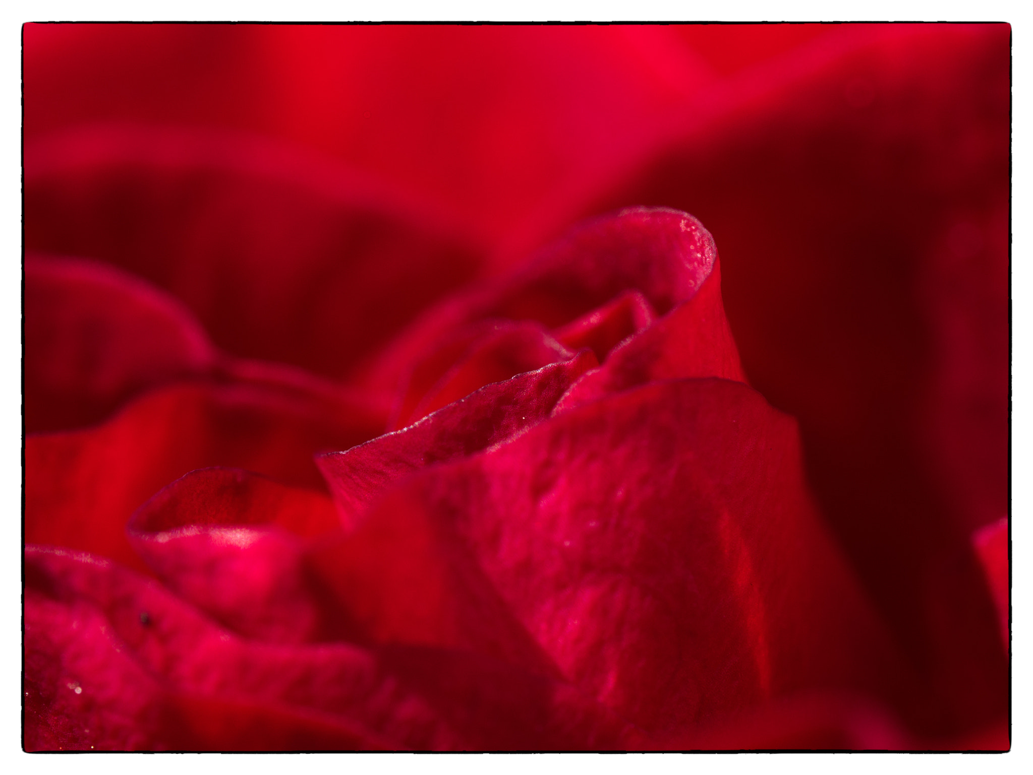 Olympus M.Zuiko Digital ED 60mm F2.8 Macro sample photo. Rose photography