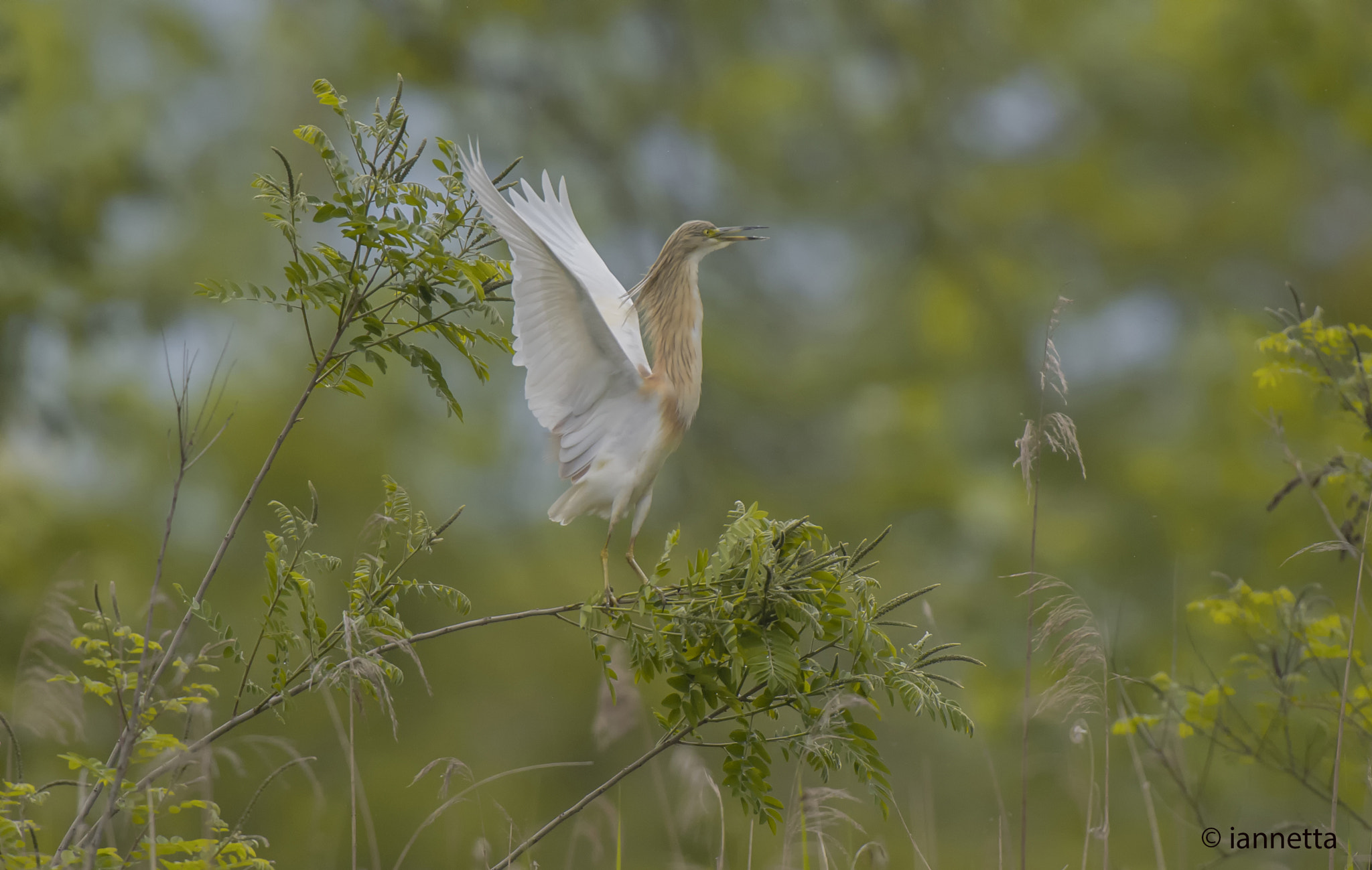 Nikon AF-S Nikkor 400mm F2.8G ED VR II sample photo. Ardeola ralloides photography