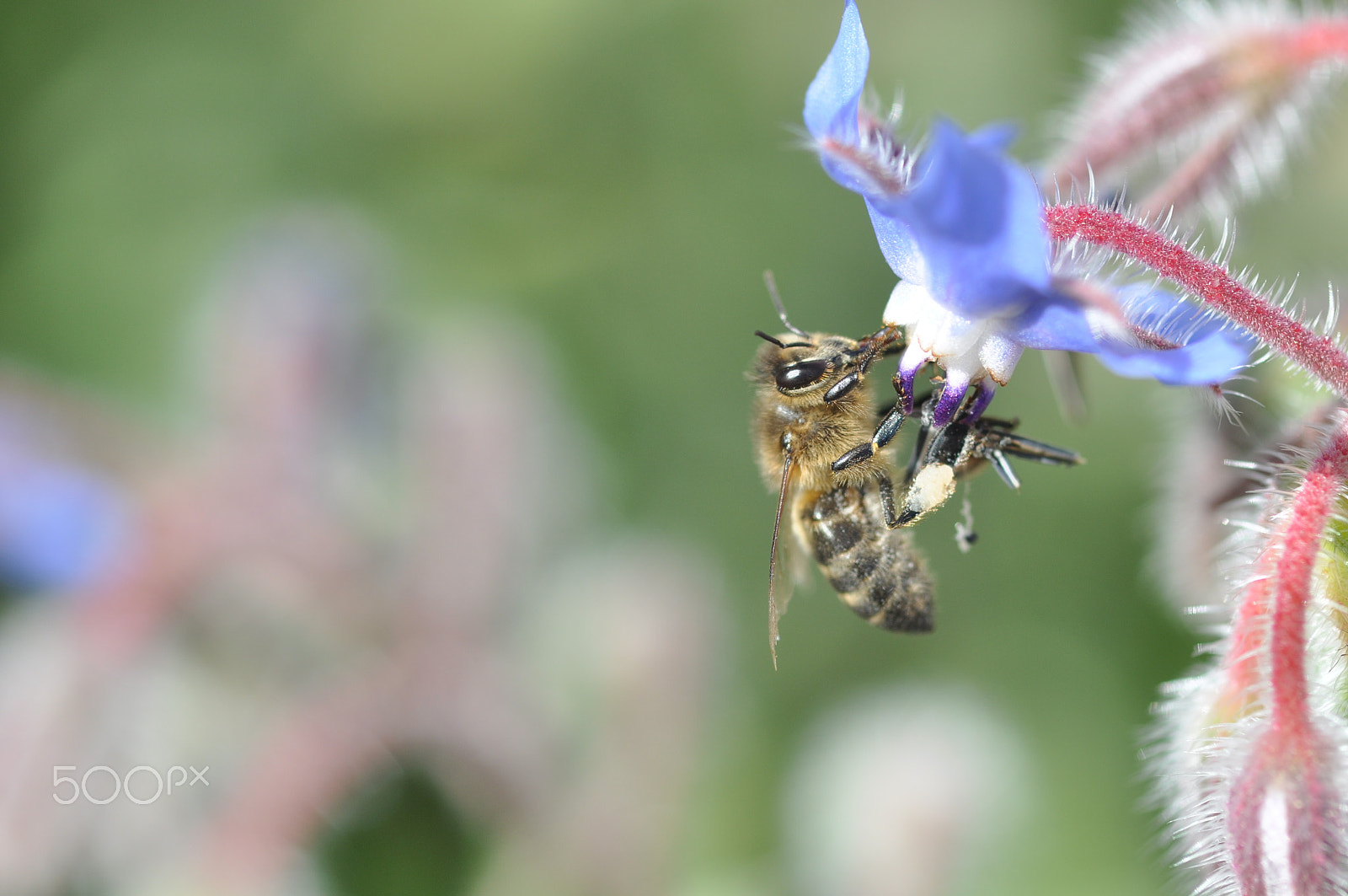 Tamron SP AF 90mm f/2.5 Macro (152E) sample photo. Bee.jpg photography