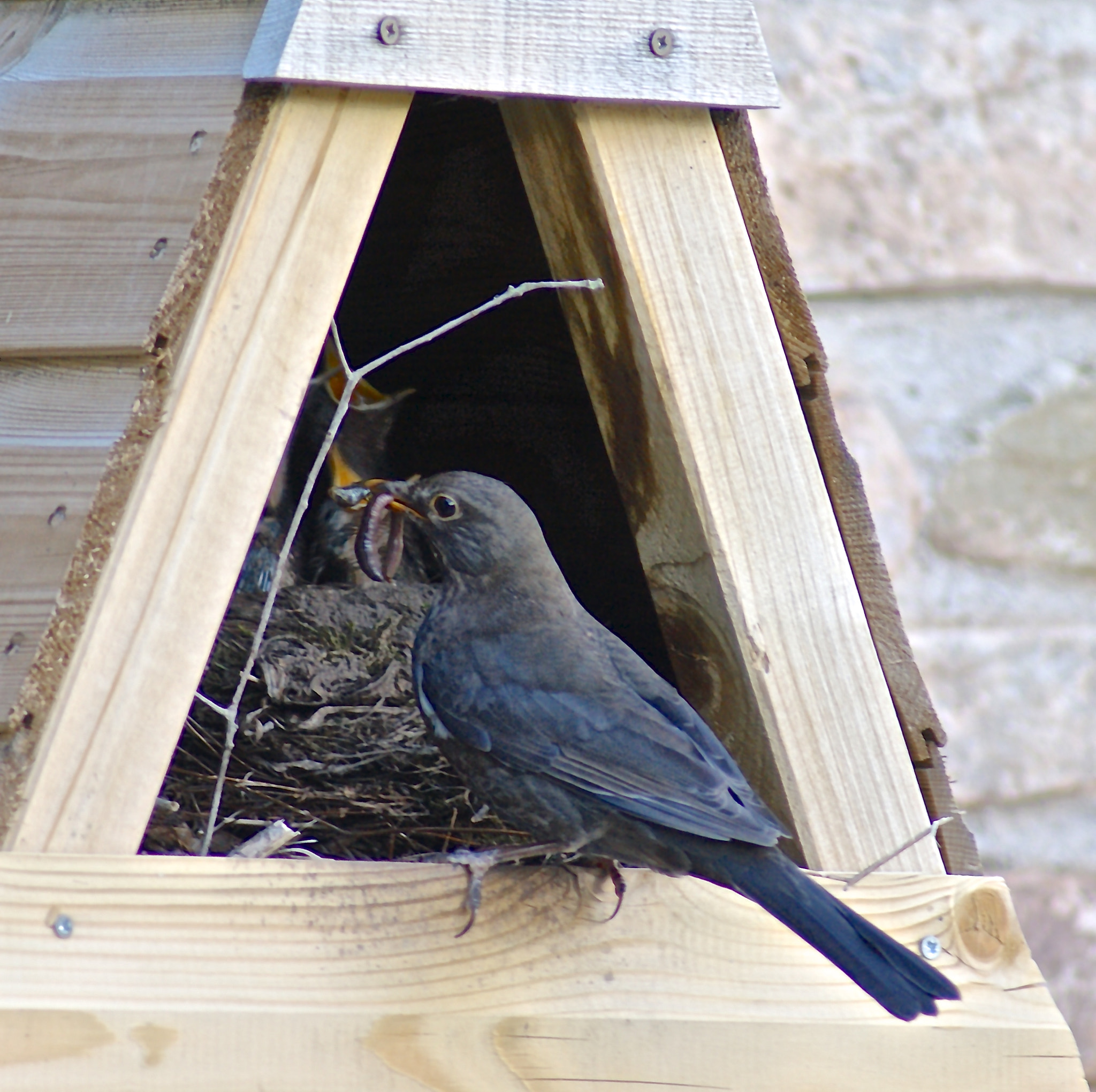 Sony Alpha DSLR-A380 sample photo. Worms for dinner? photography