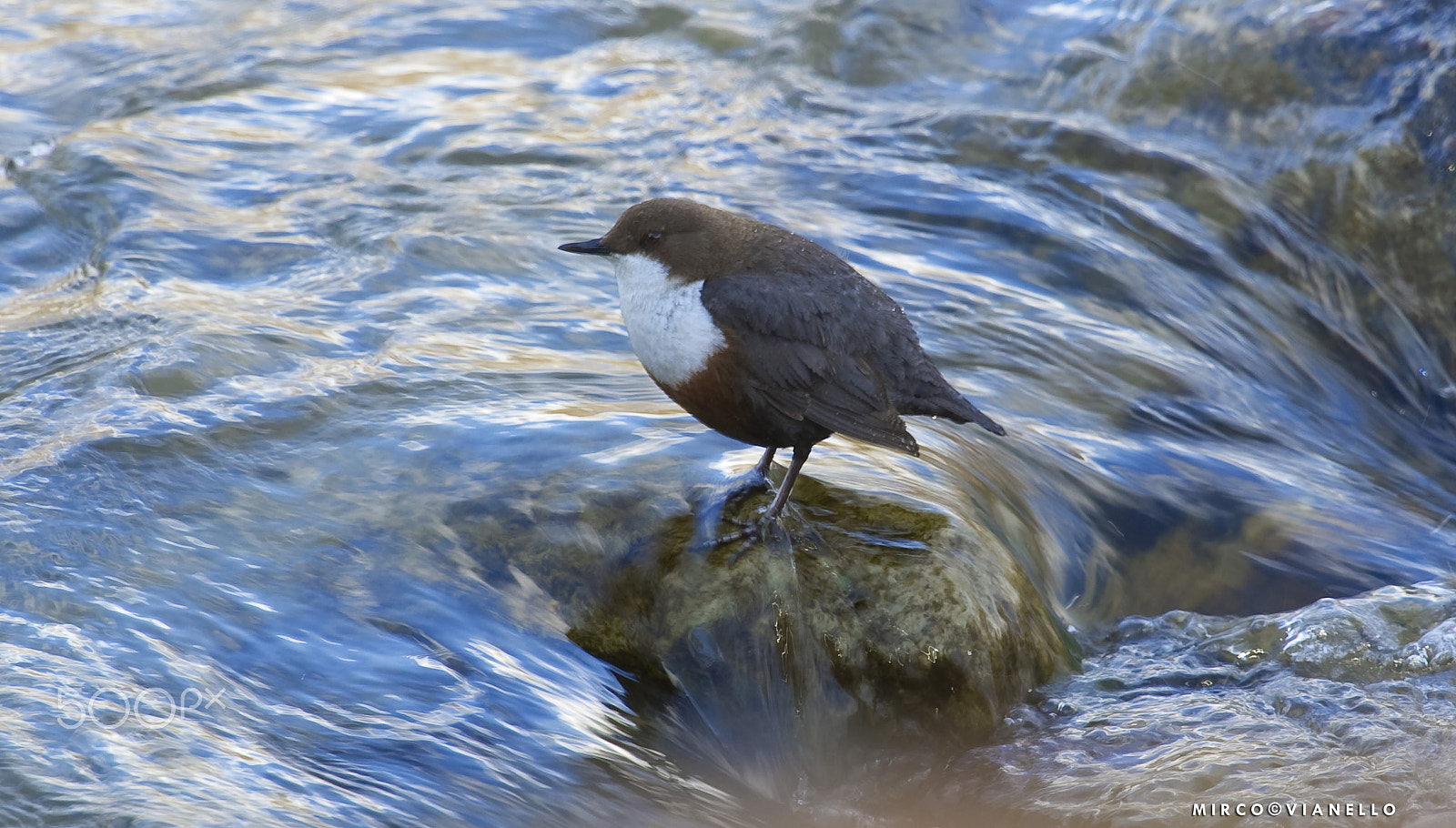 Nikon D3S + Nikon AF-S Nikkor 500mm F4G ED VR sample photo. Dipper photography