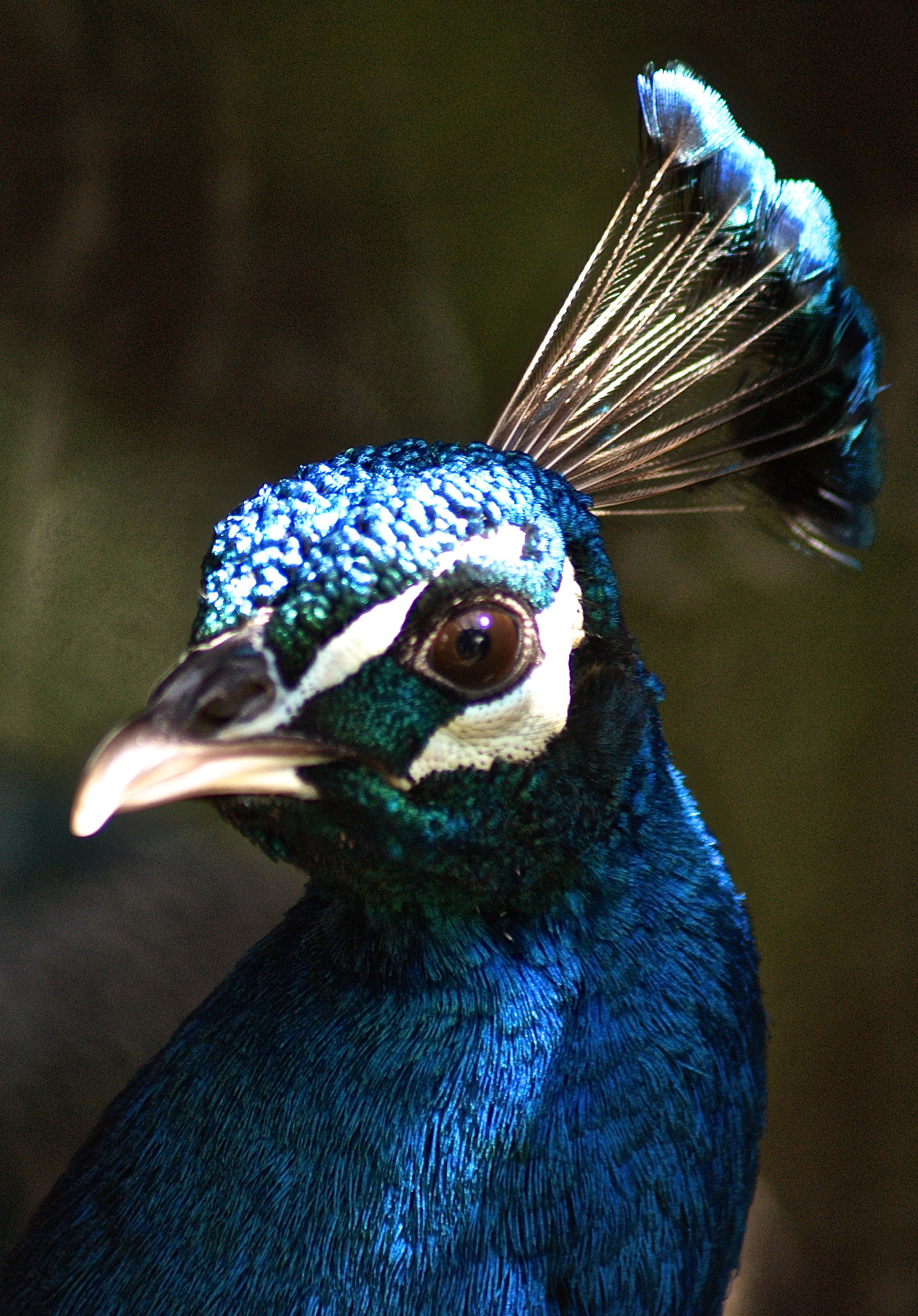 Sony Alpha DSLR-A380 sample photo. Peacock at newark photography
