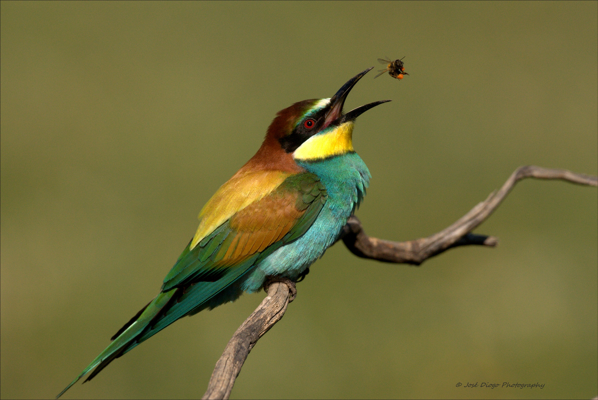 Canon EF 500mm F4L IS USM sample photo. (merops apiaster) photography