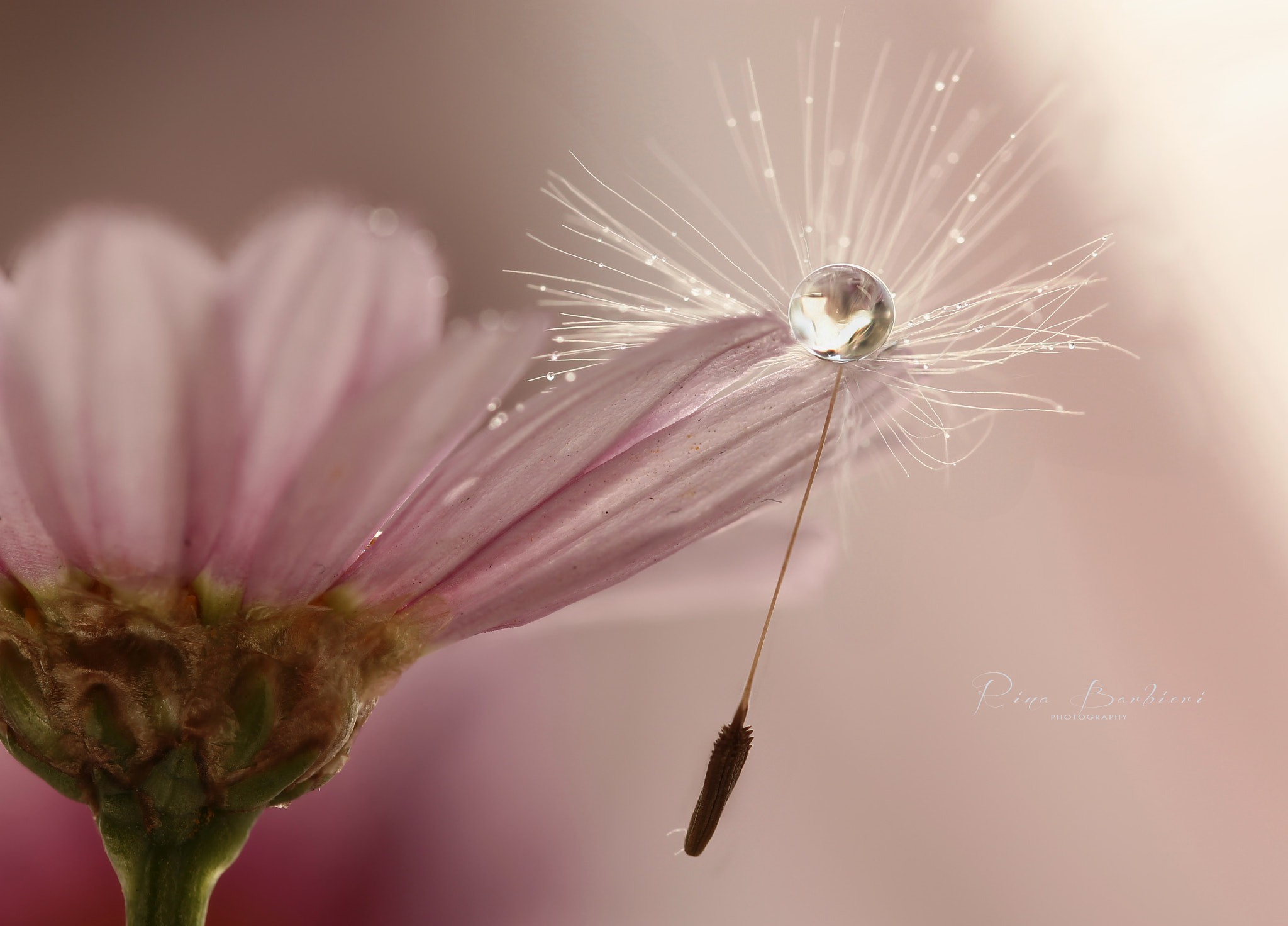 Sigma 105mm F2.8 EX DG OS HSM sample photo. Suspended photography