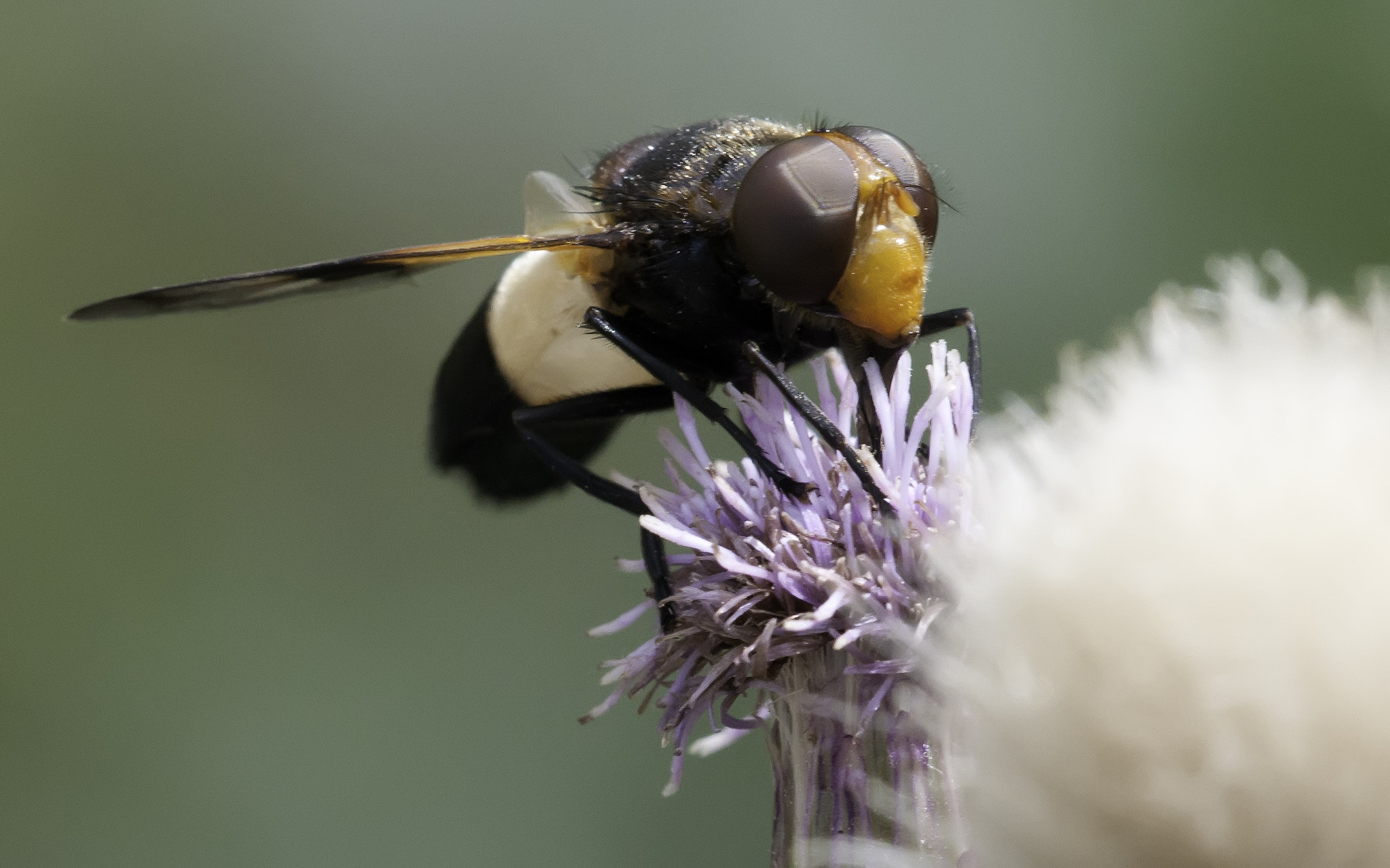 Nikon D90 + Sigma 150mm F2.8 EX DG Macro HSM sample photo. Cool fellow photography