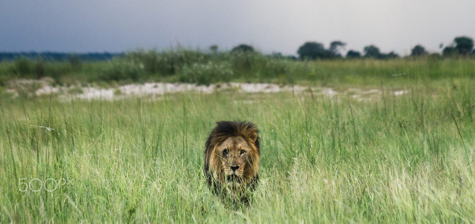 Sigma 50-500mm f/4-6.3 APO HSM EX sample photo. Pride photography