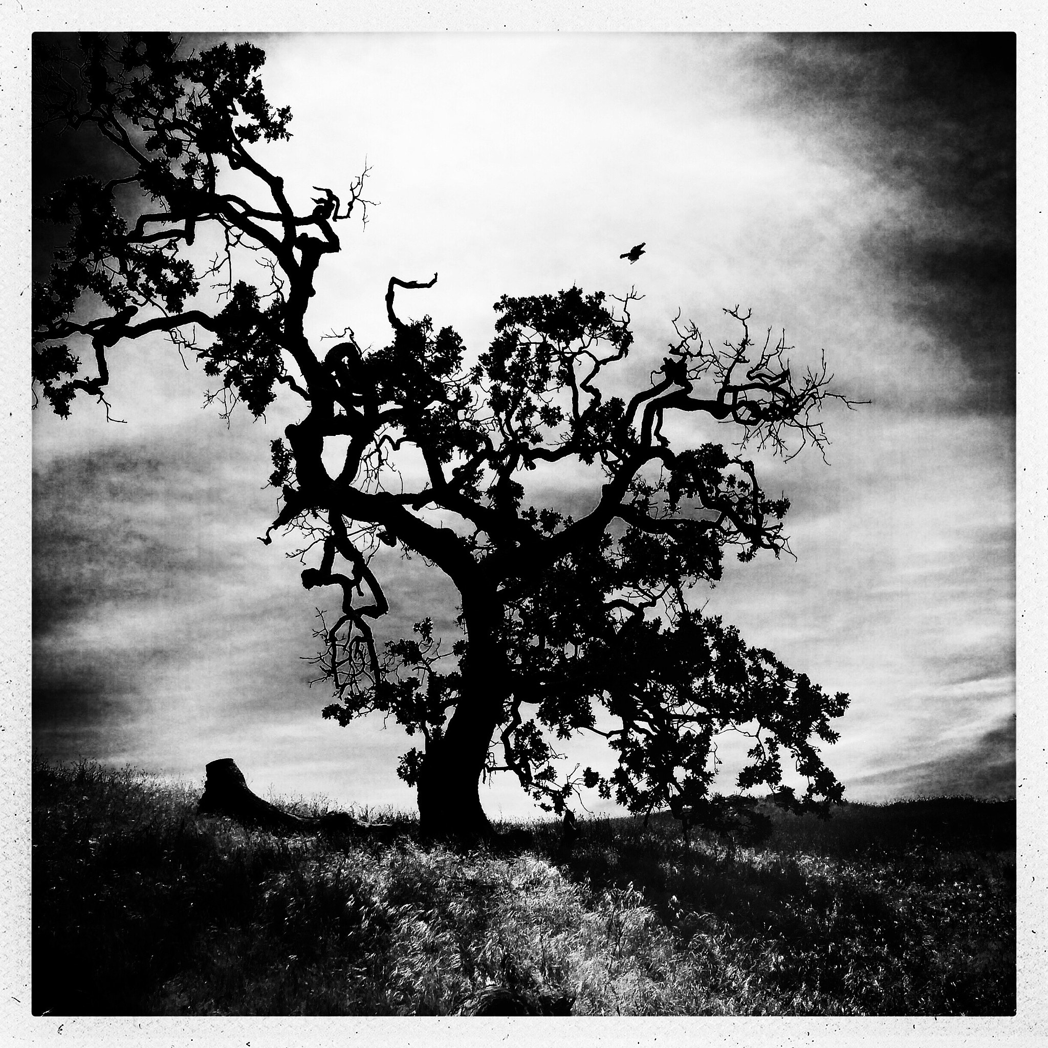Hipstamatic 280 sample photo. Old oak photography