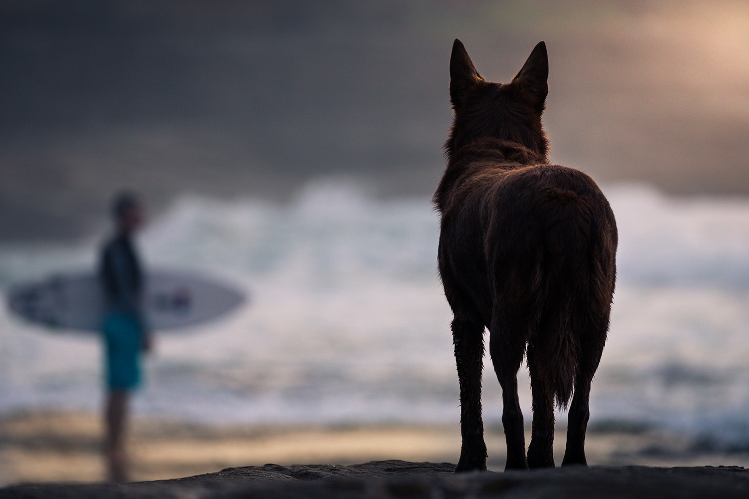 Canon EF 100-400mm F4.5-5.6L IS II USM sample photo. The wolf of tamarama photography