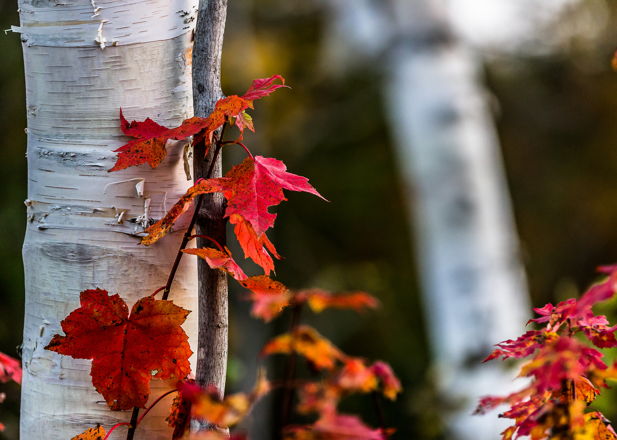 Canon EF 70-200mm F2.8L IS II USM sample photo. Red maple and white birch photography