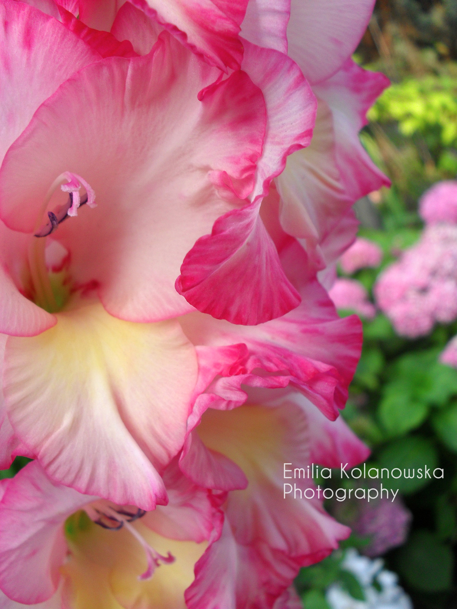 Samsung ES55,ES57 / VLUU ES55 /  SL102 sample photo. Flower photography