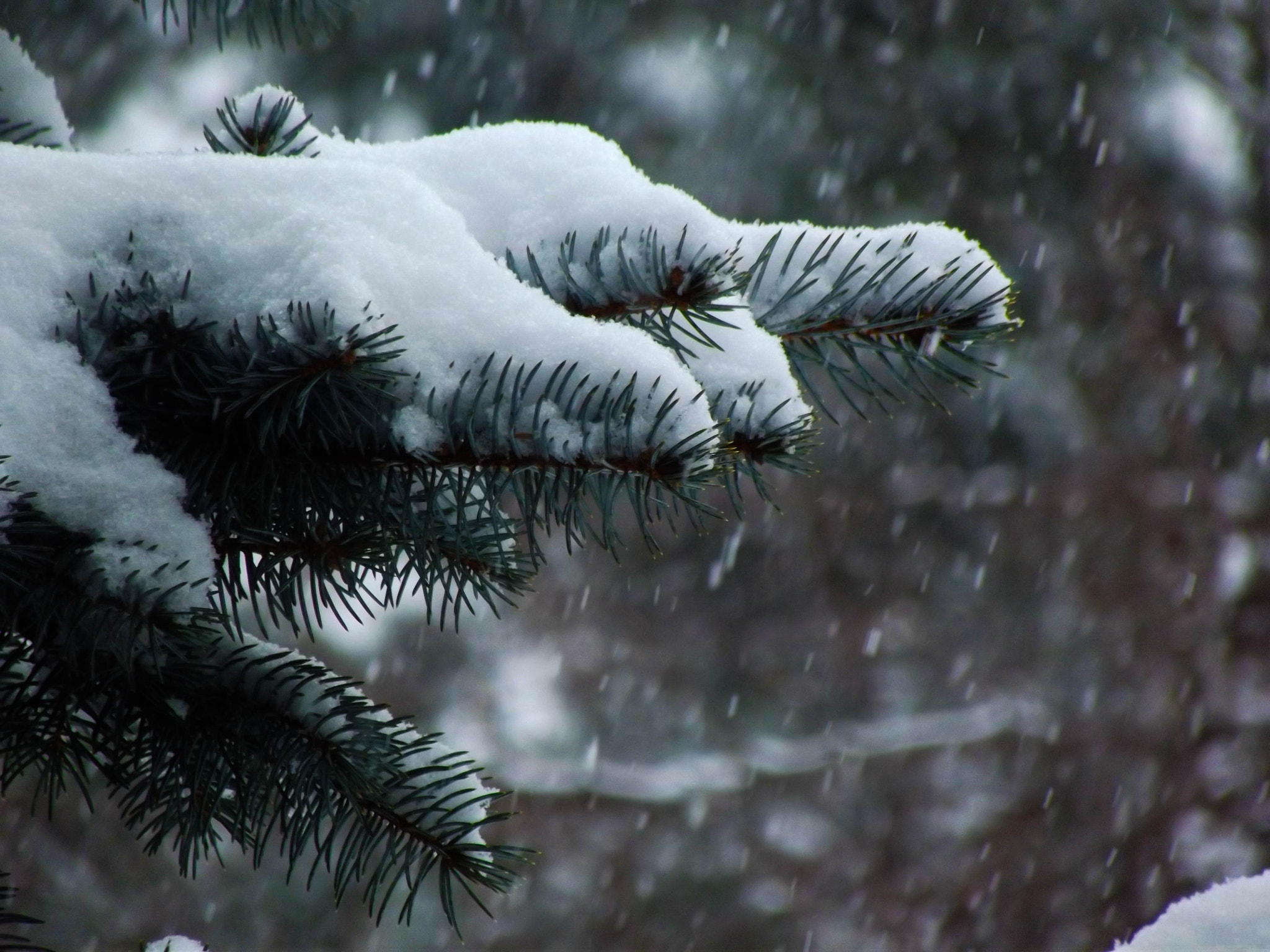 Fujifilm FinePix S2970 sample photo. Snow photography