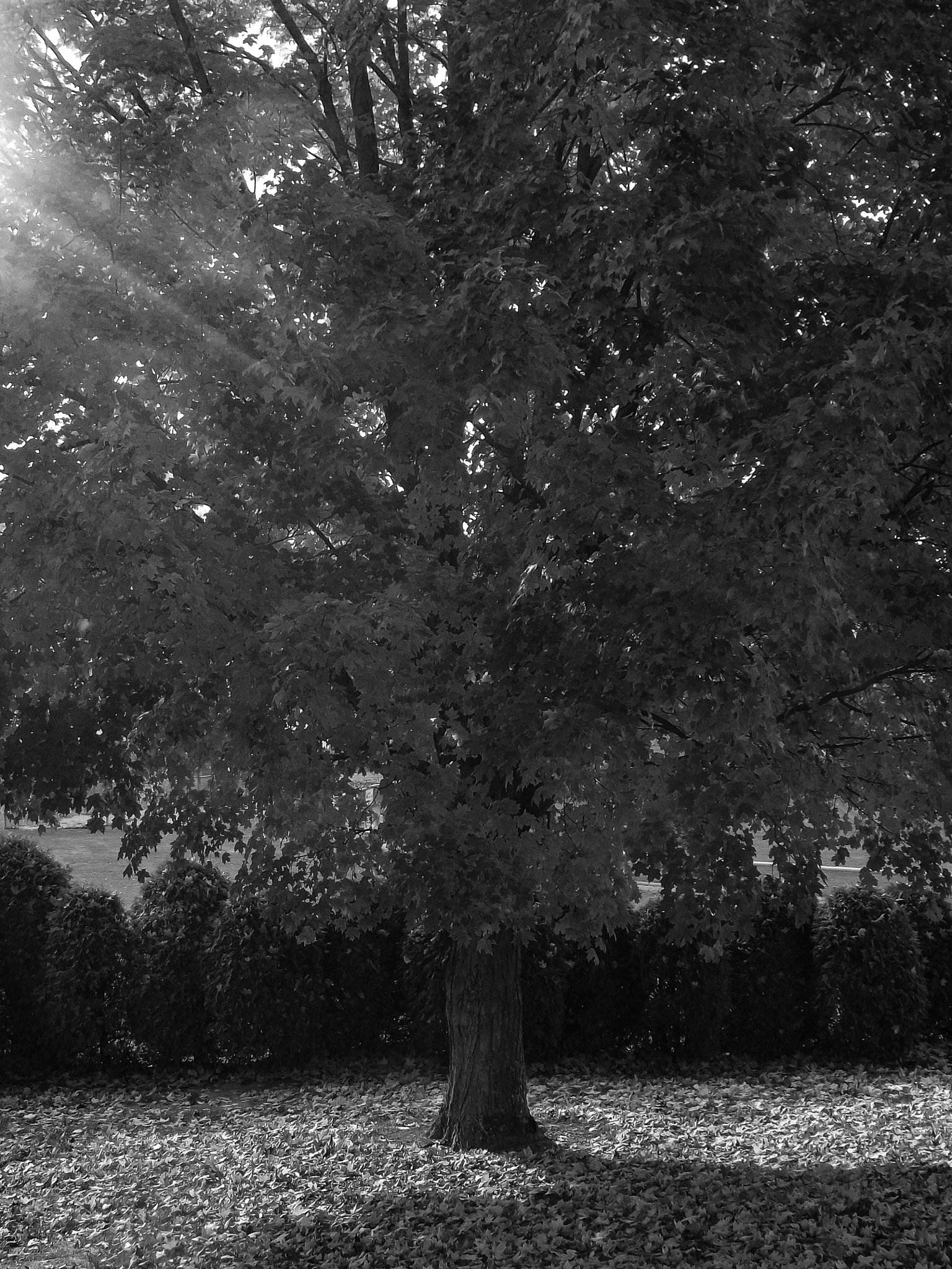 Fujifilm FinePix S2970 sample photo. Tree bw photography