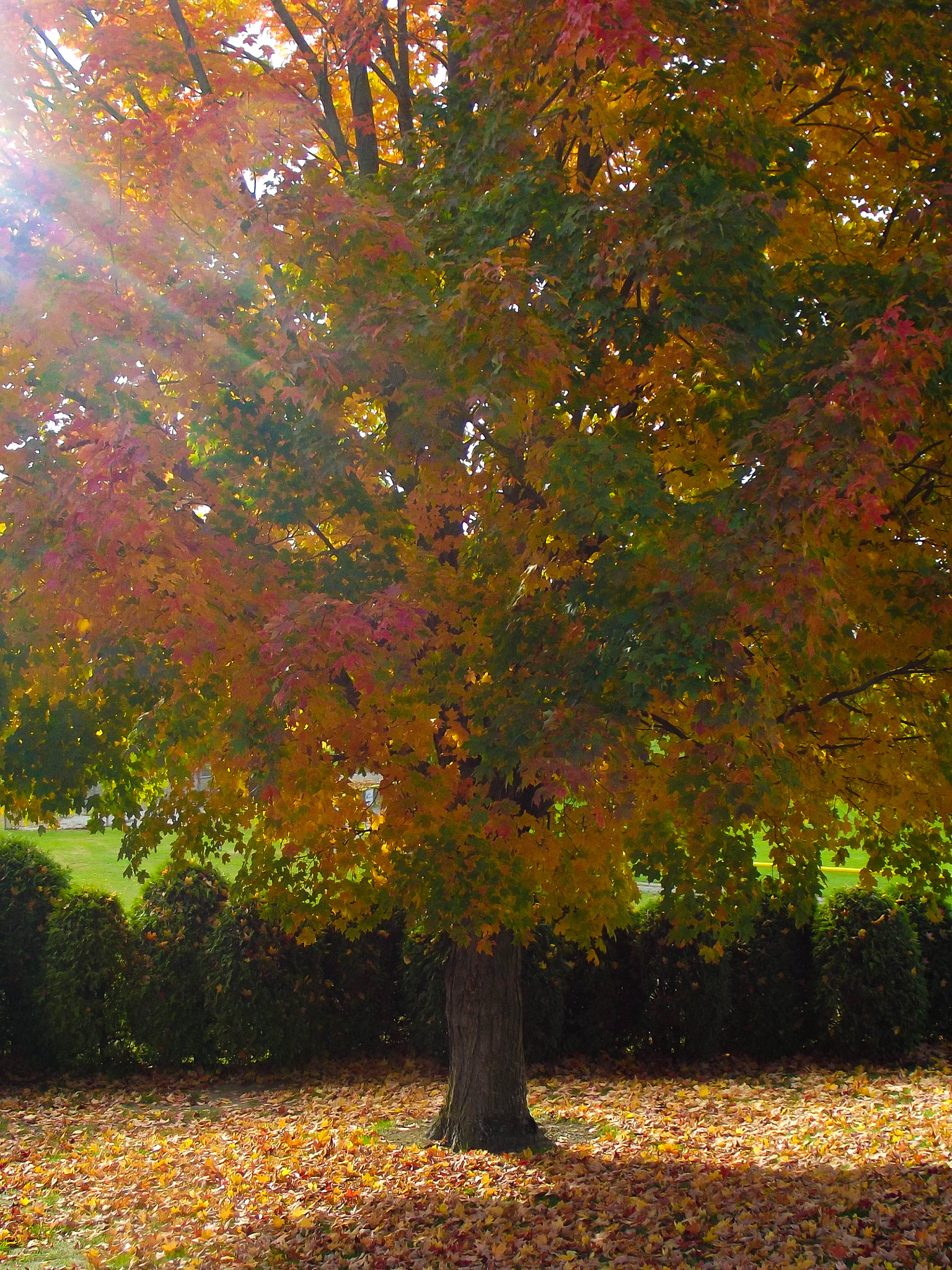 Fujifilm FinePix S2970 sample photo. Tree color photography