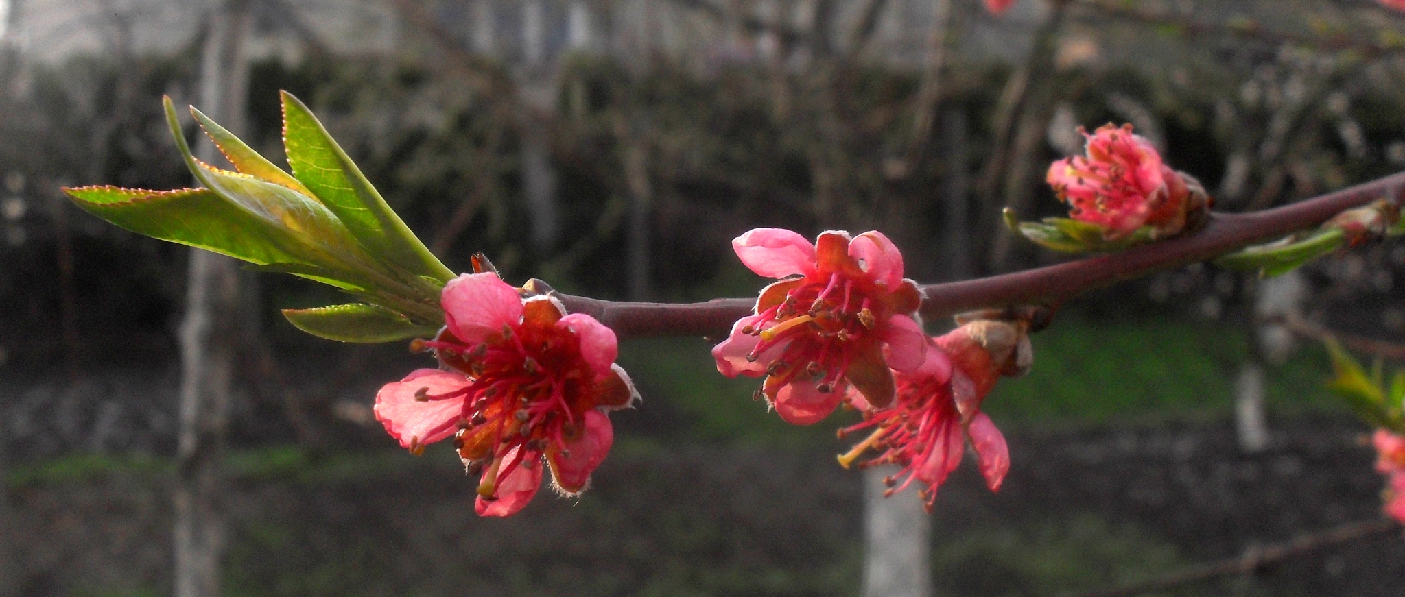Samsung ES55,ES57 / VLUU ES55 /  SL102 sample photo. Spring photography