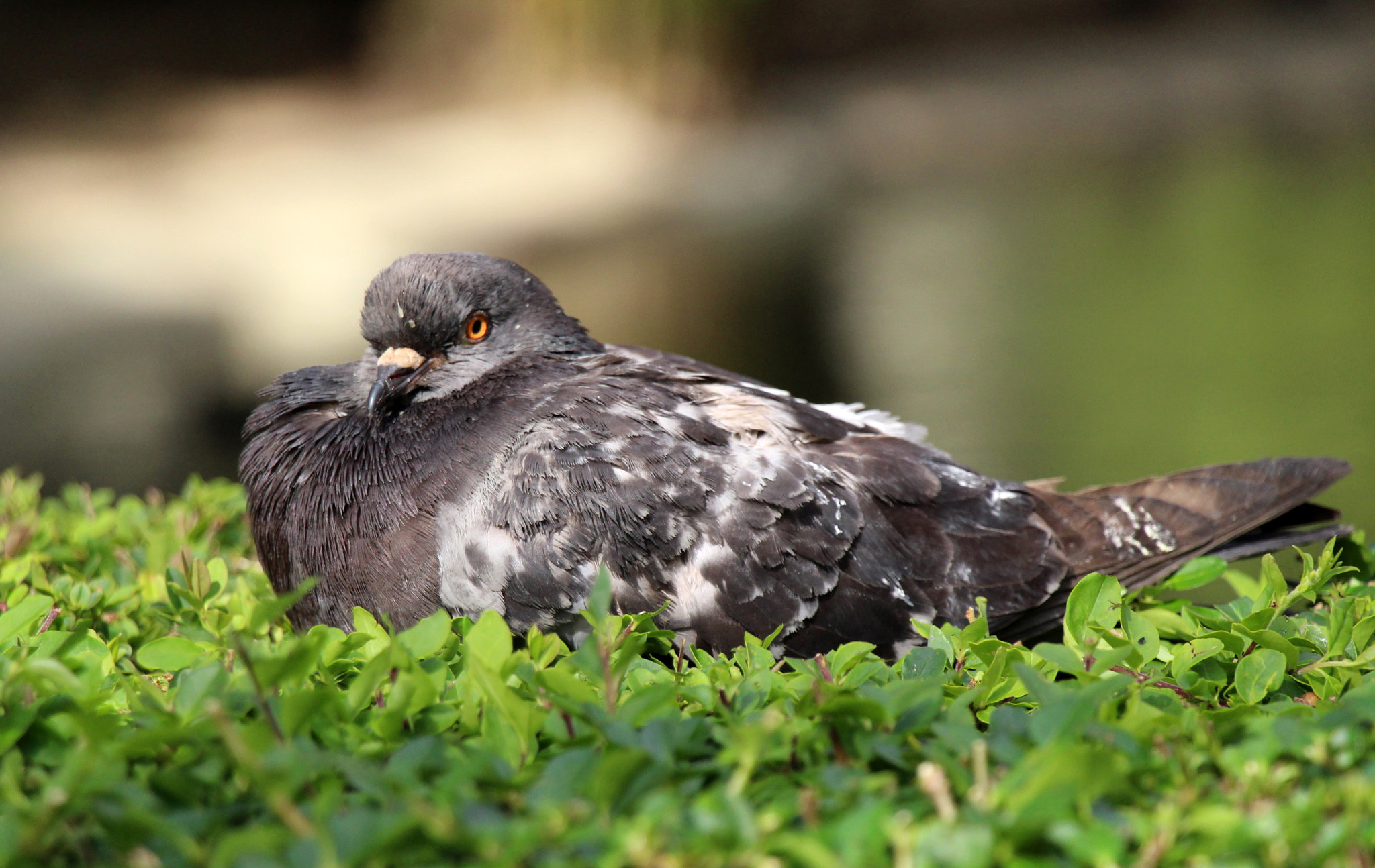 Canon EF-S 18-135mm F3.5-5.6 IS STM sample photo. Pombo photography