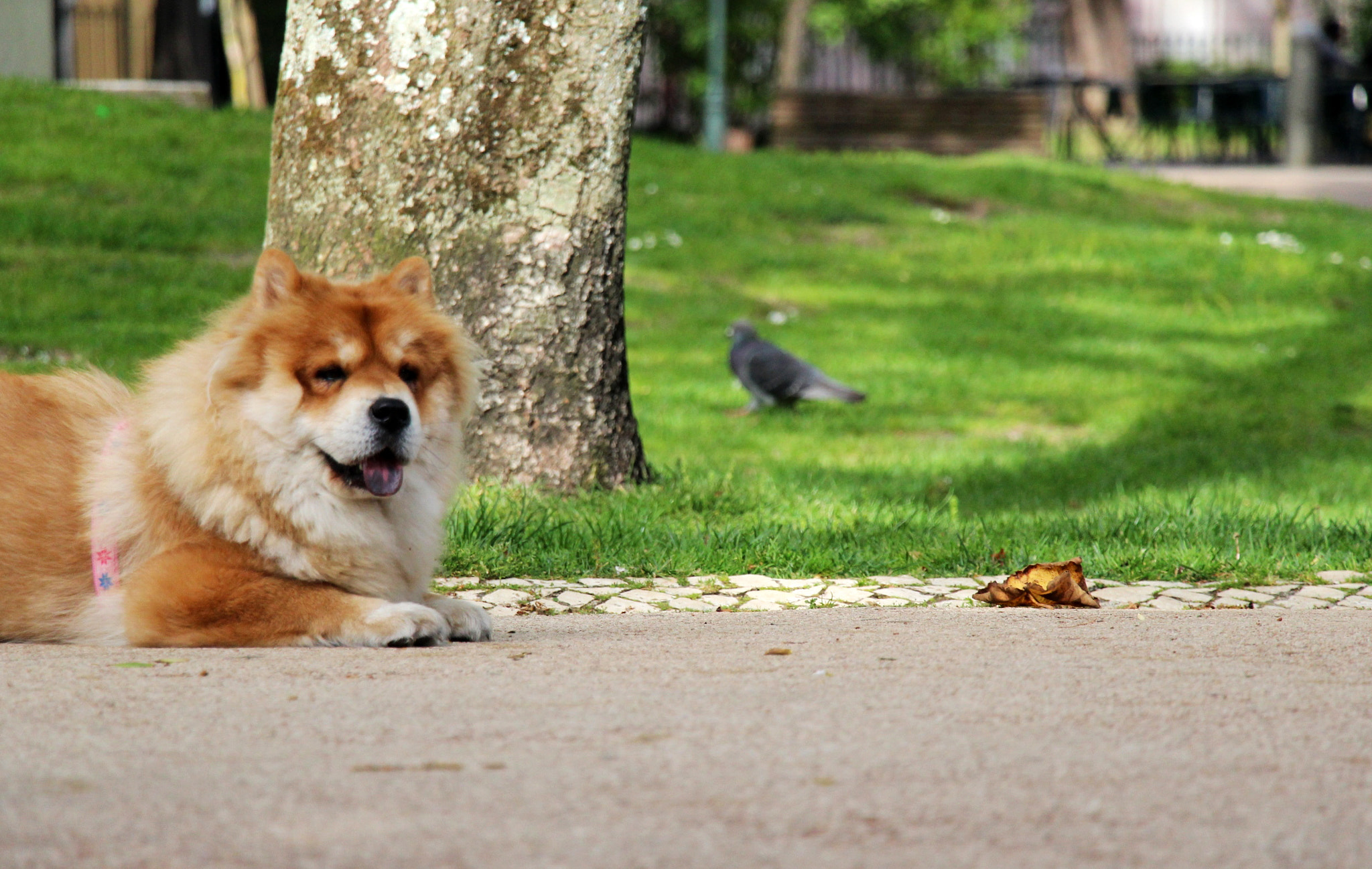 Canon EF-S 18-135mm F3.5-5.6 IS STM sample photo. Chow chow photography