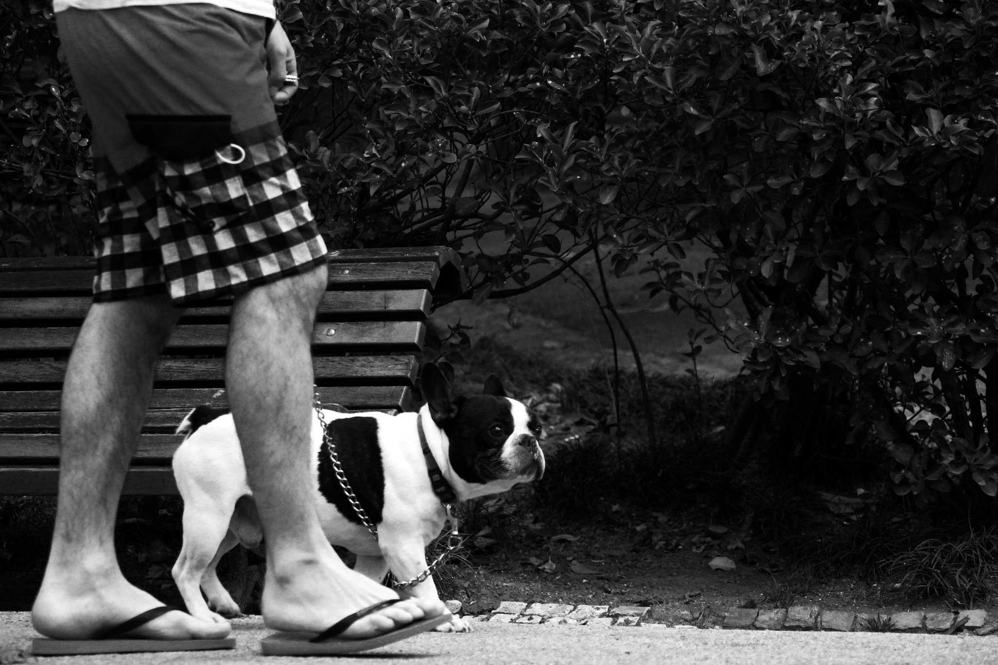 Canon EF-S 18-135mm F3.5-5.6 IS STM sample photo. French bulldog photography