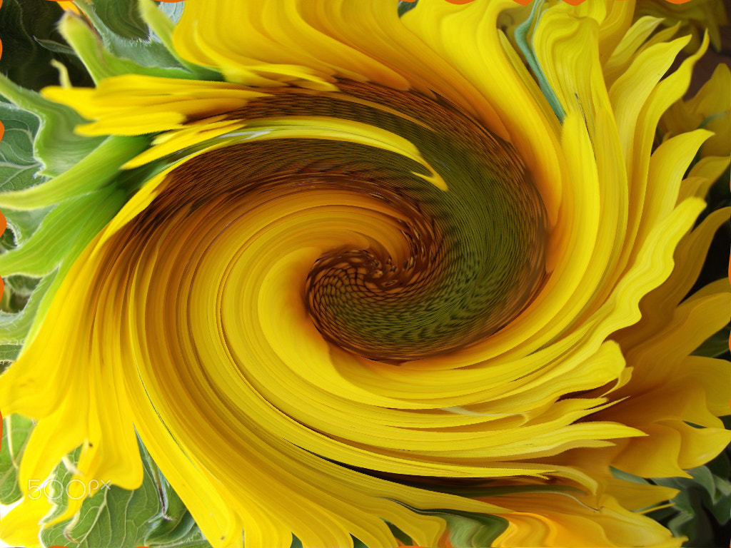 Fujifilm FinePix S1900 sample photo. Sunflower photography