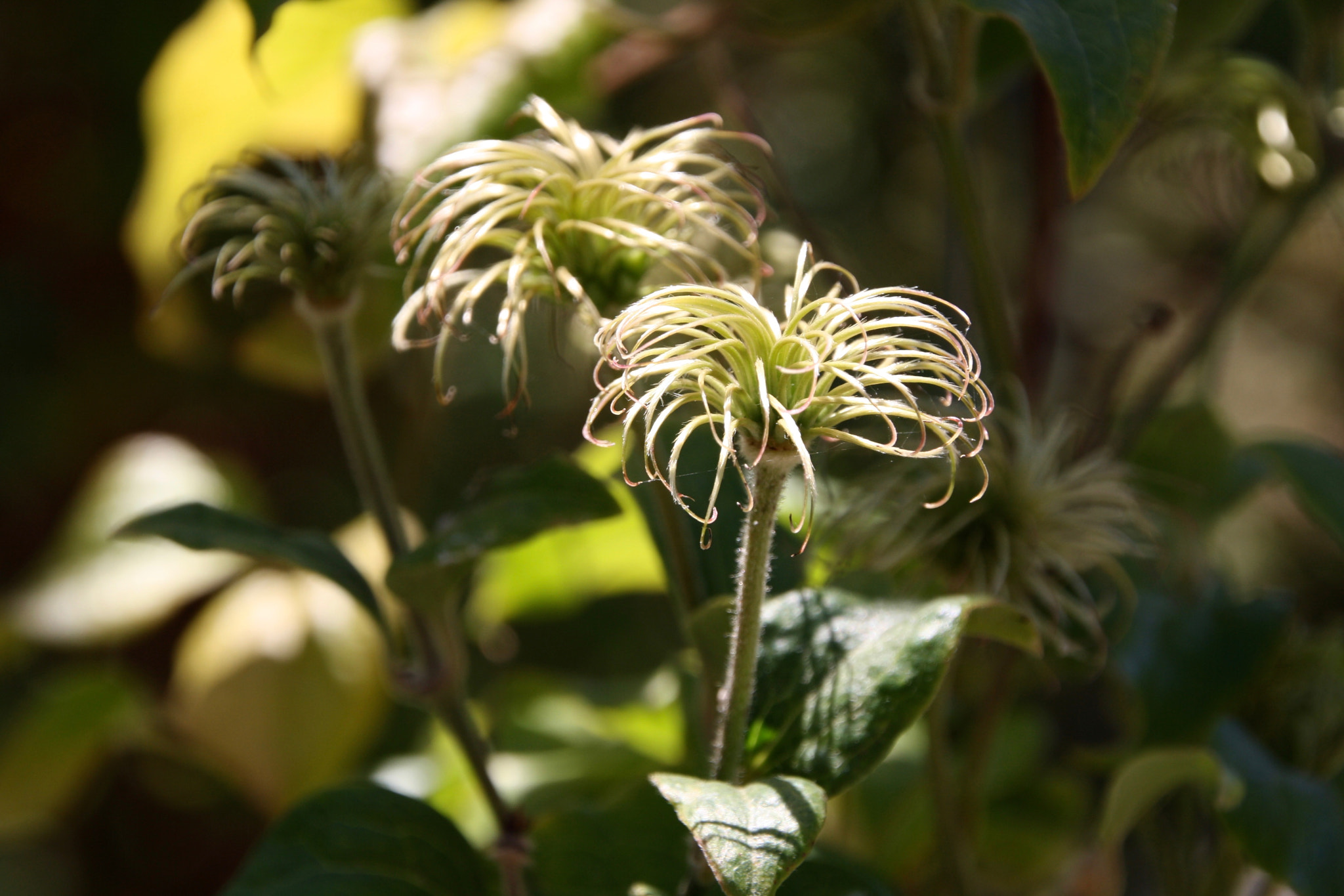 Canon EOS 1000D (EOS Digital Rebel XS / EOS Kiss F) sample photo. Dancing in the sunlight photography
